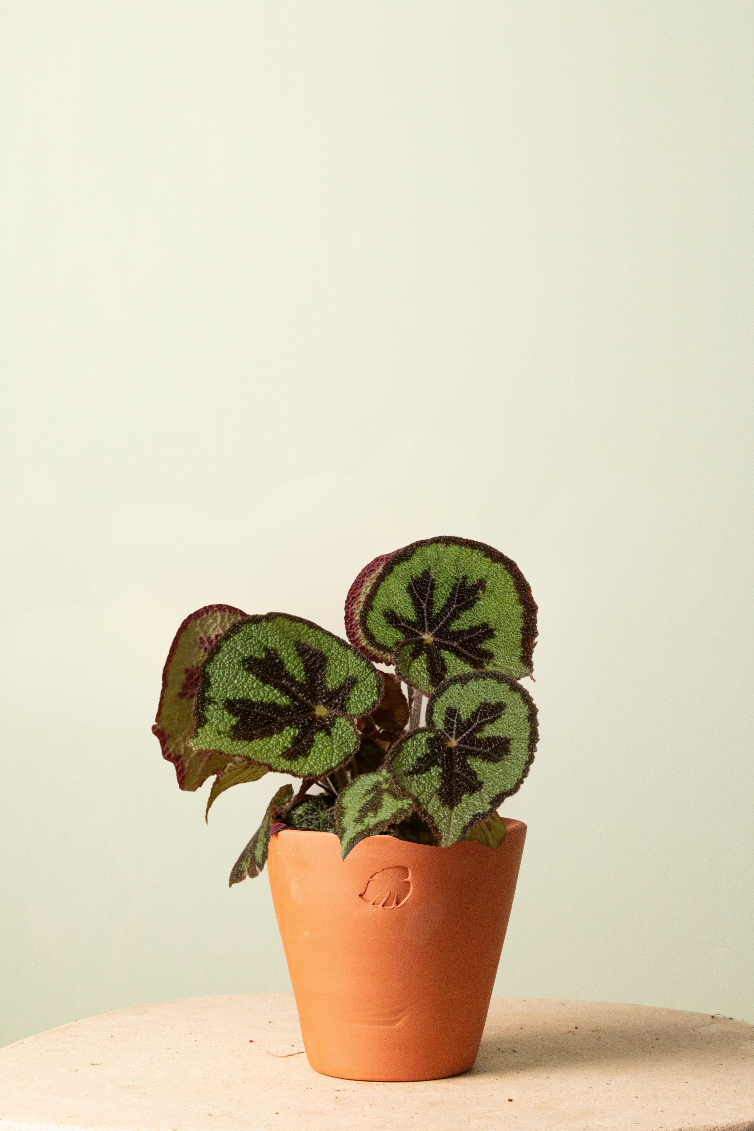 Begonia Clay Çömlek Saksılı
