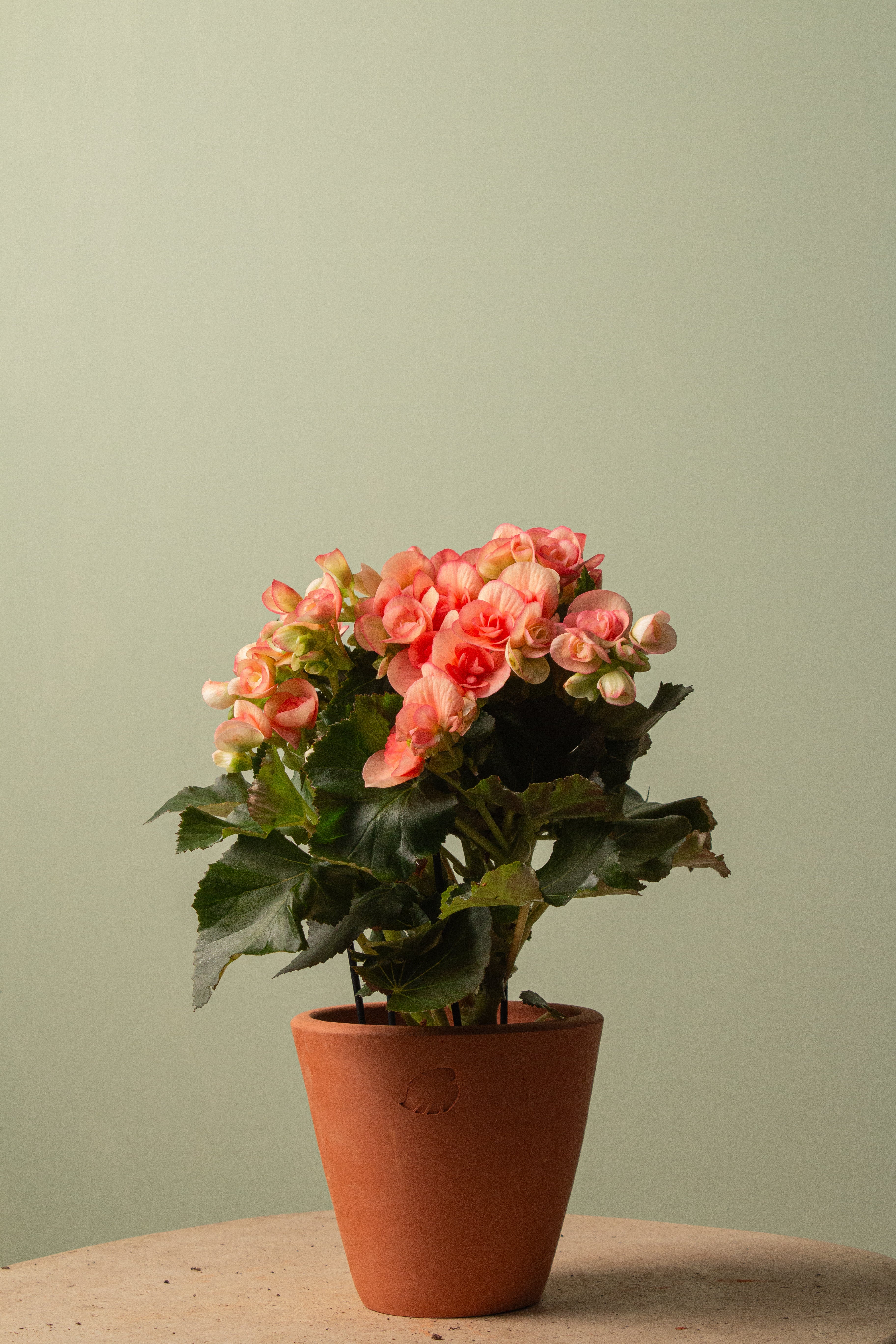 Peachy Sunset Çömlek Saksılı