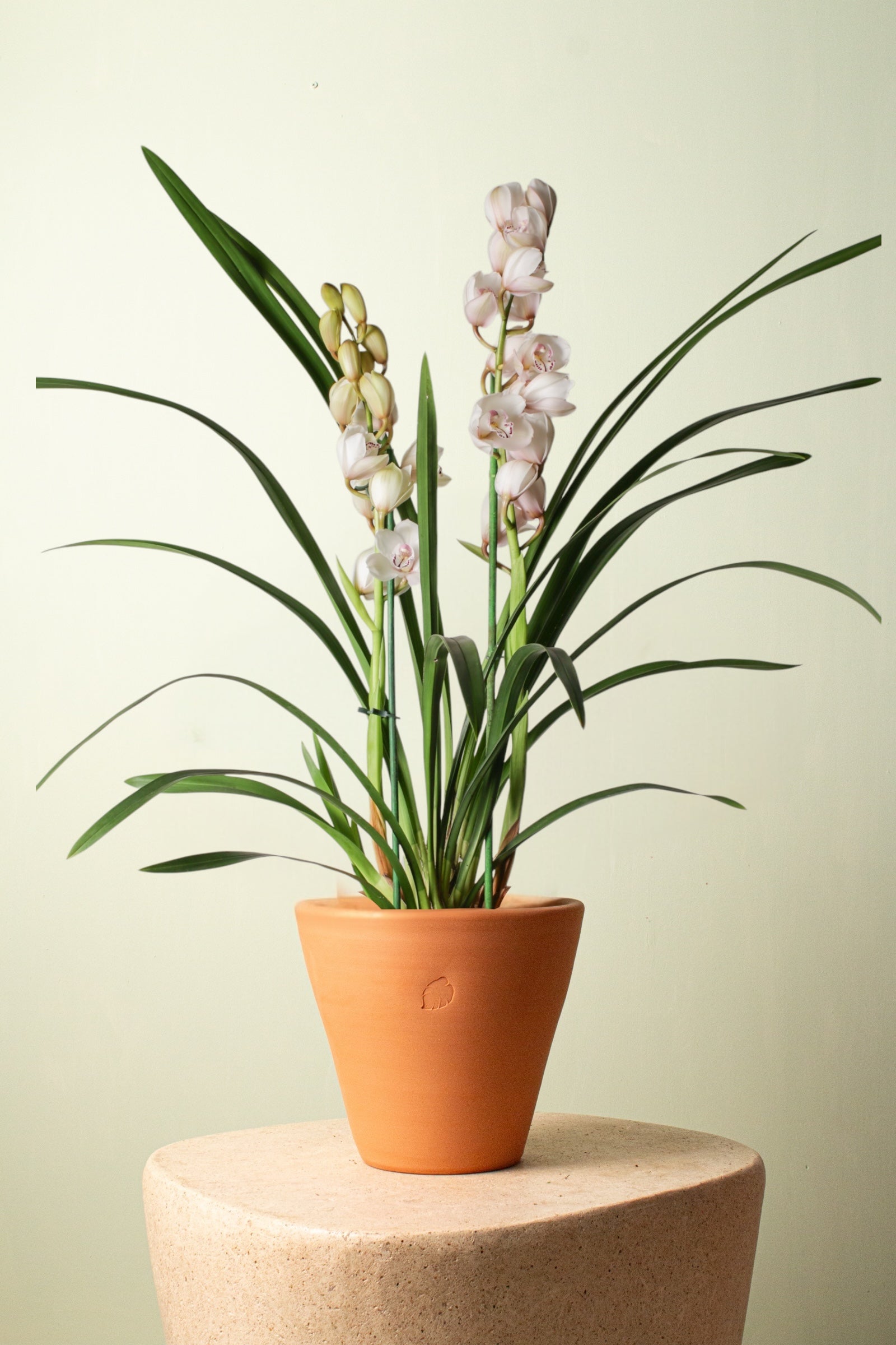 Orchid Blossom Clay Çömlek Saksılı