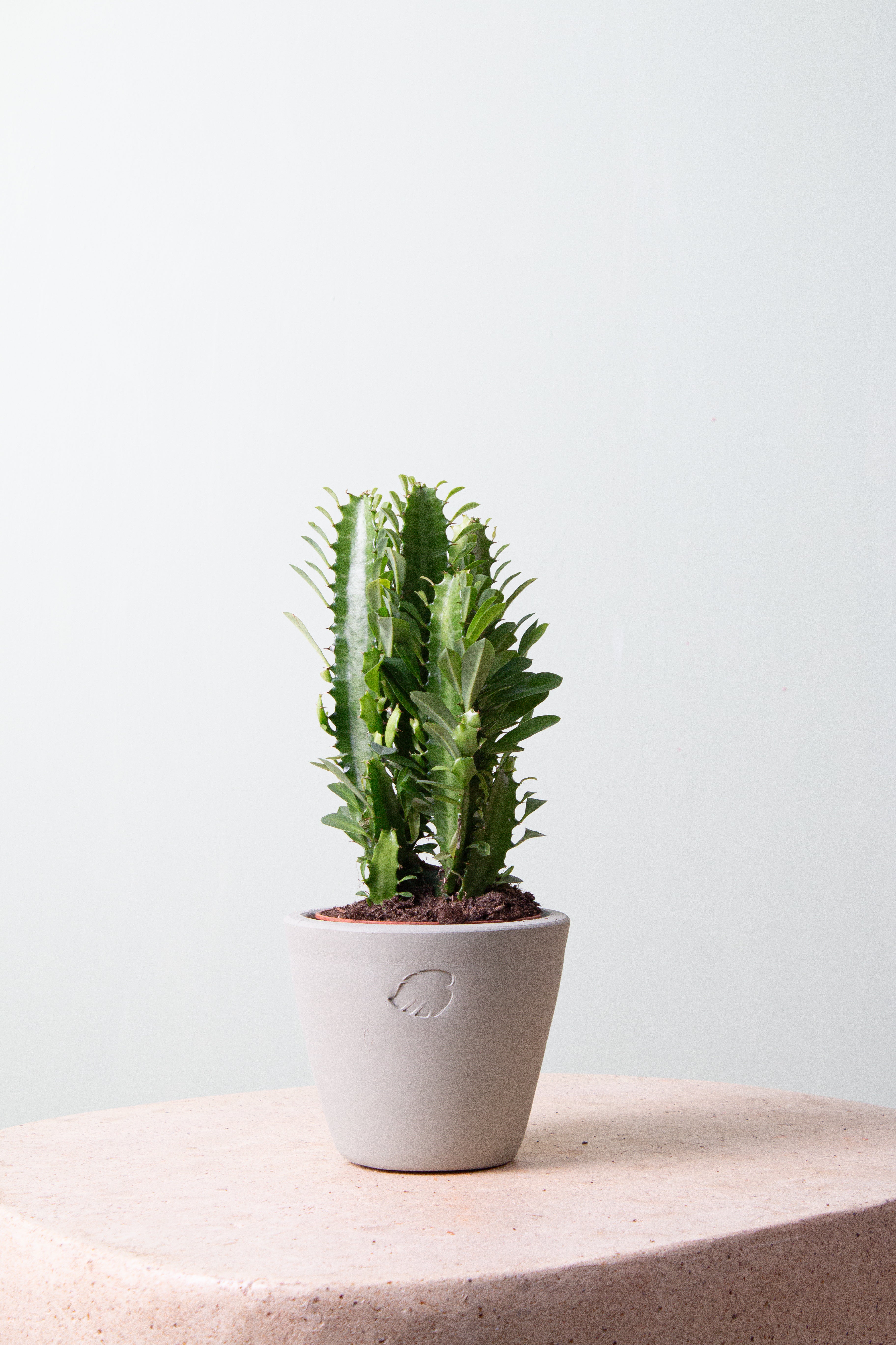 Darcy Jr Mint Çömlek Saksılı