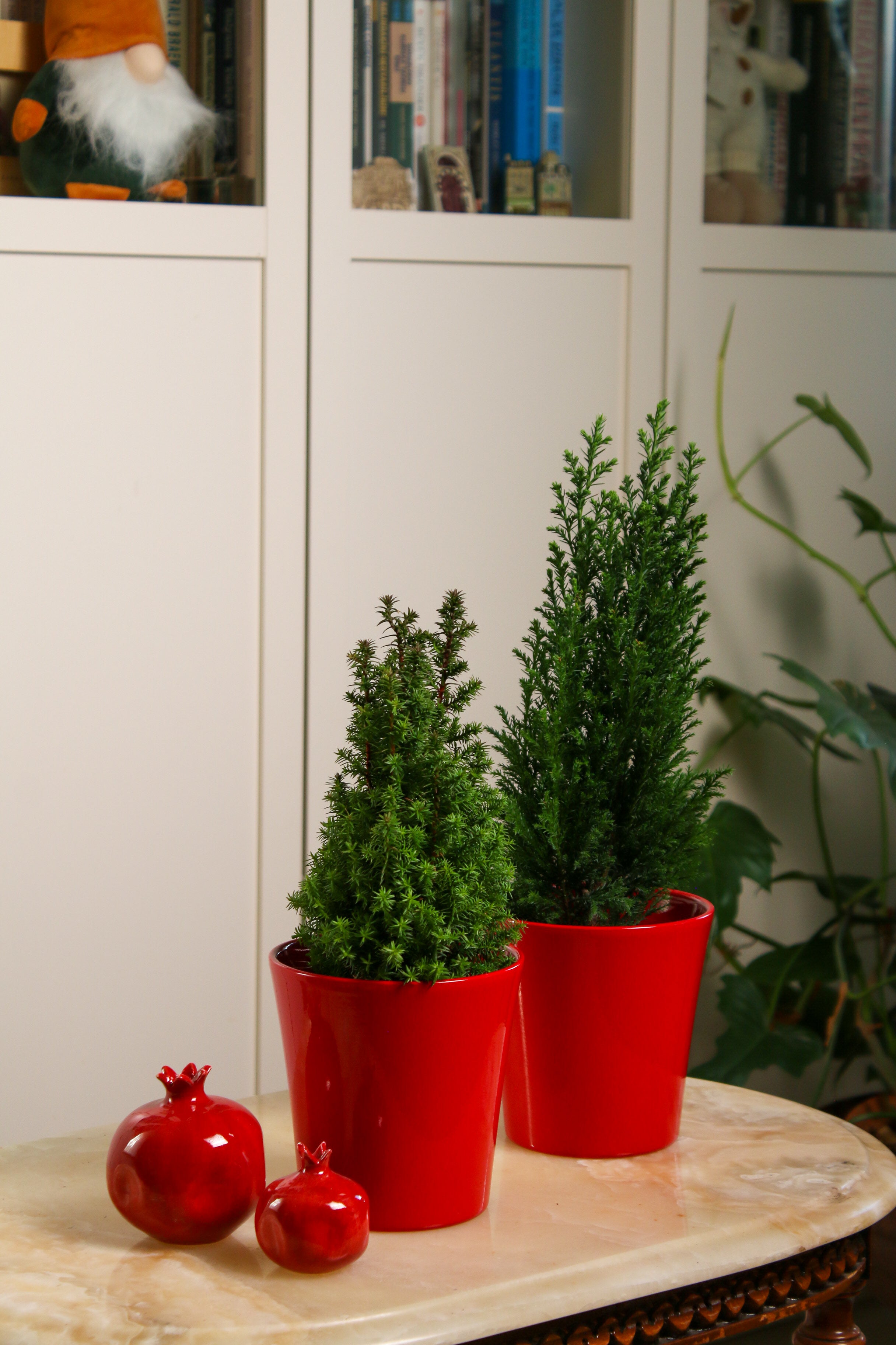 Yılbaşı Çamı (Alpica)