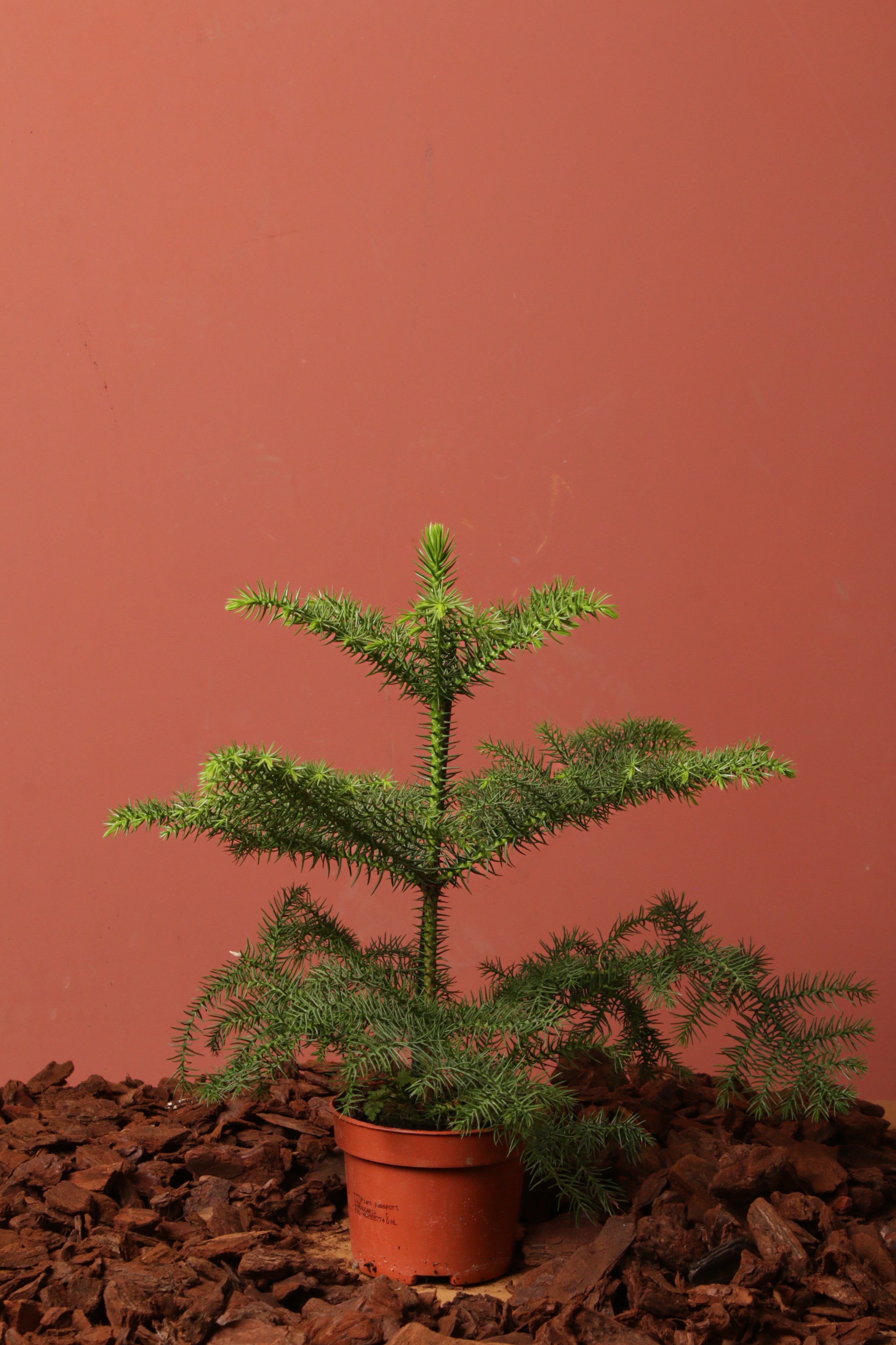 Araucaria (Salon Çamı)