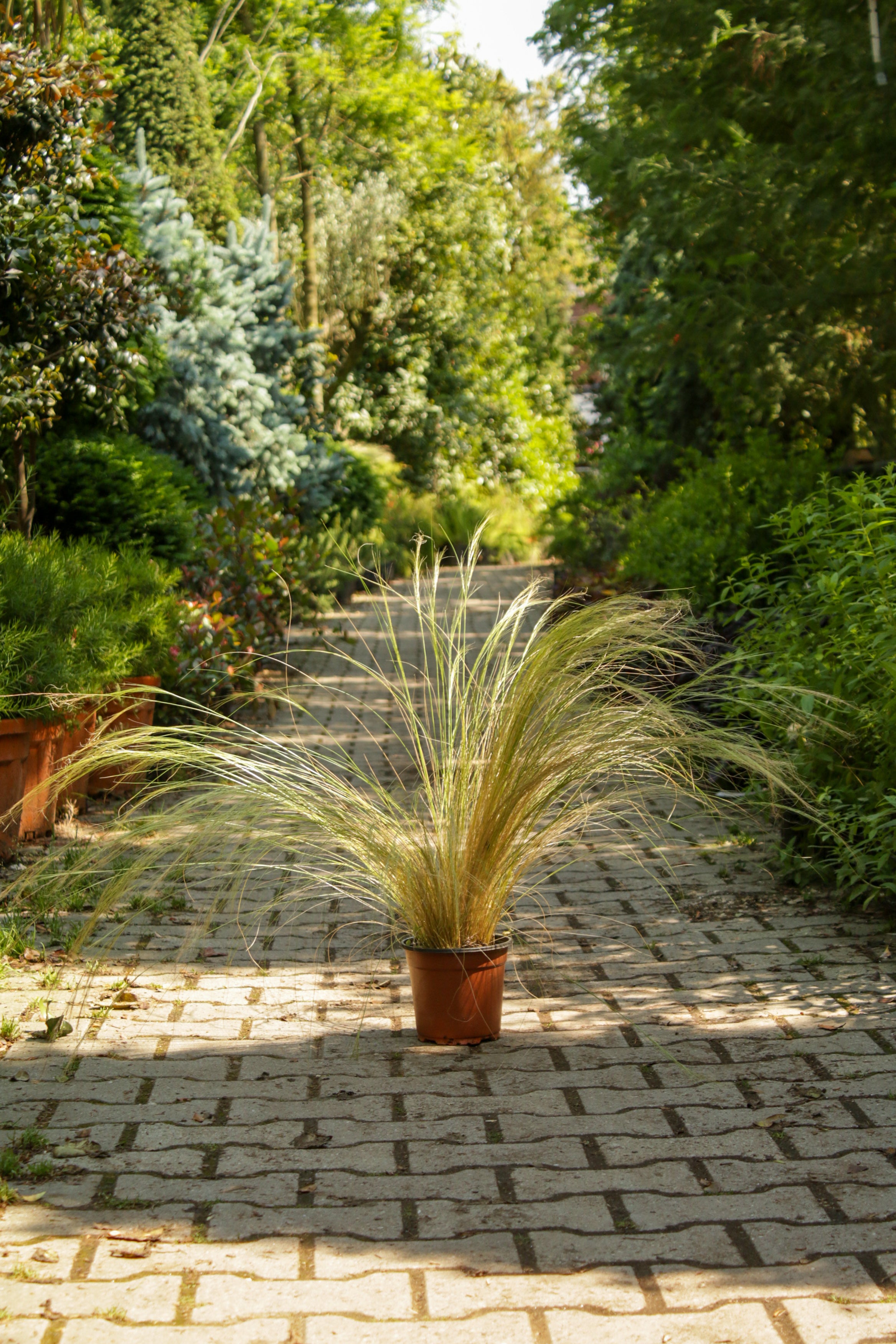 Stipa