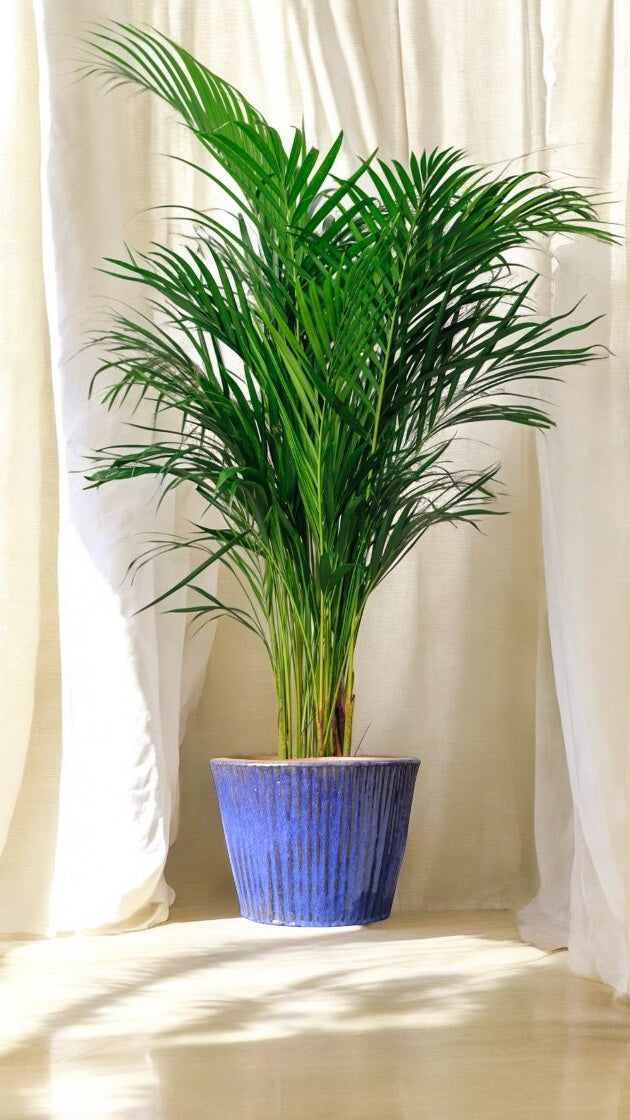 Ares Royal Blue Saksılı