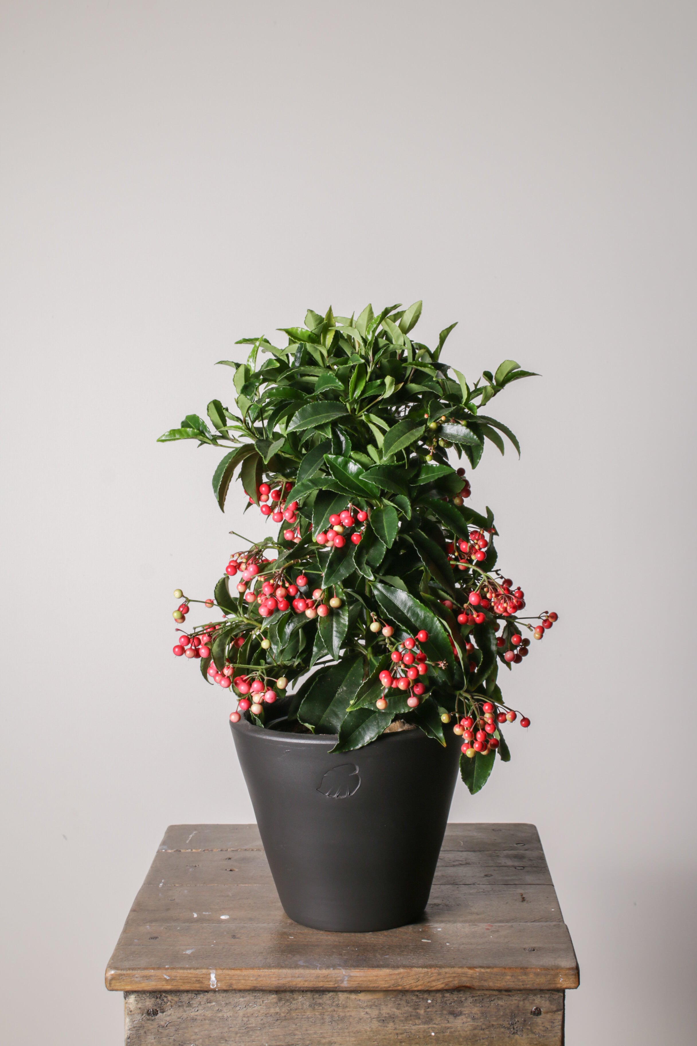 Ardisia Coal Çömlek Saksılı