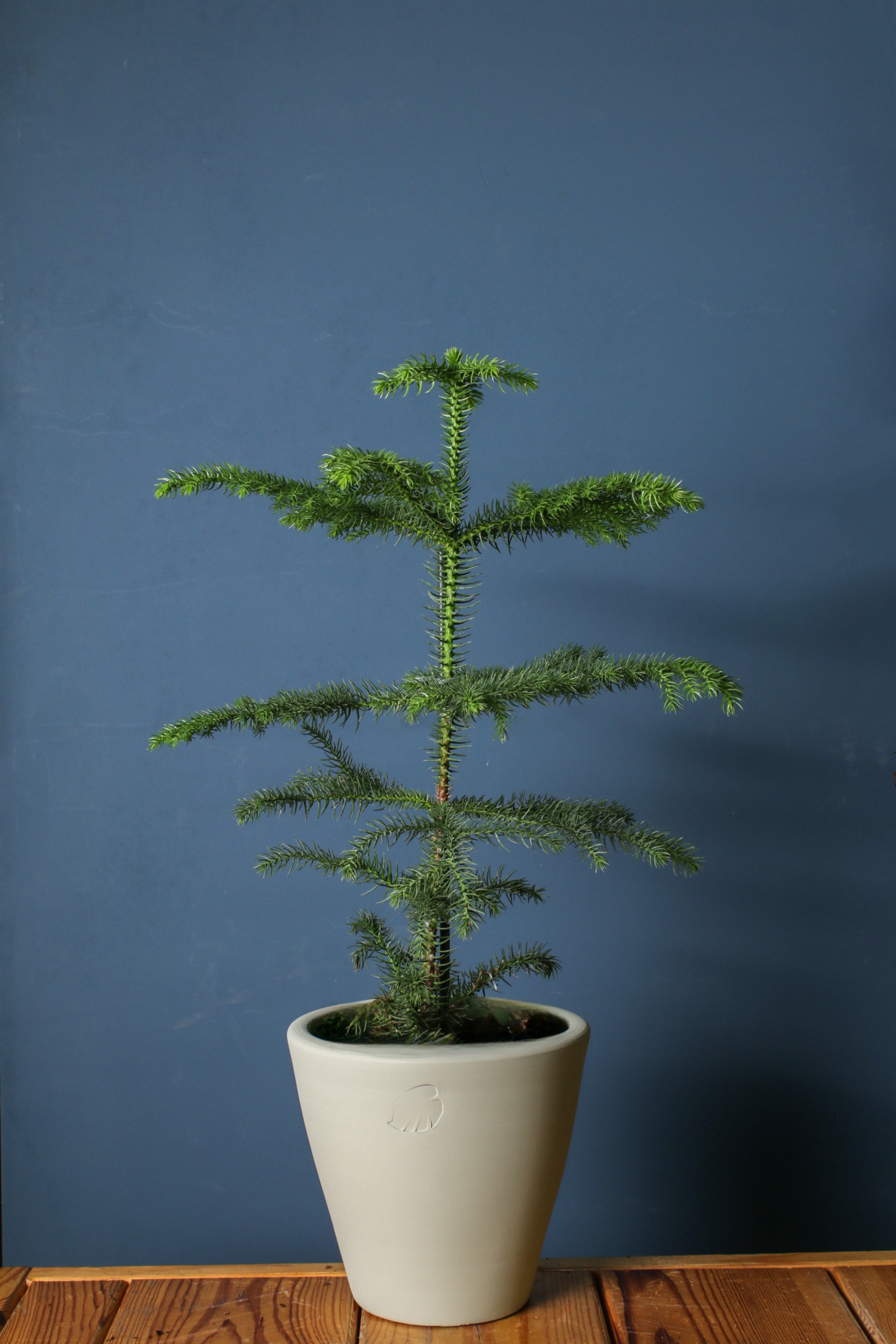 Araucaria Mint Çömlek Saksılı