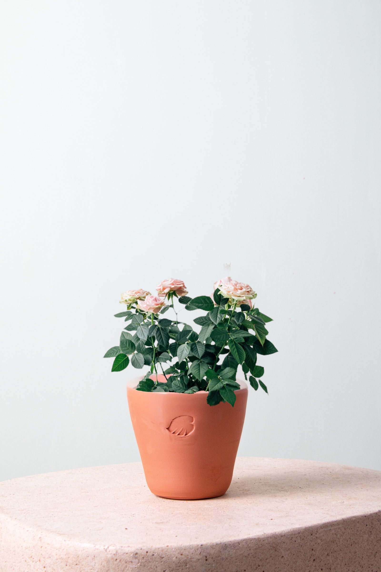 Pink Rose Clay Çömlek Saksılı