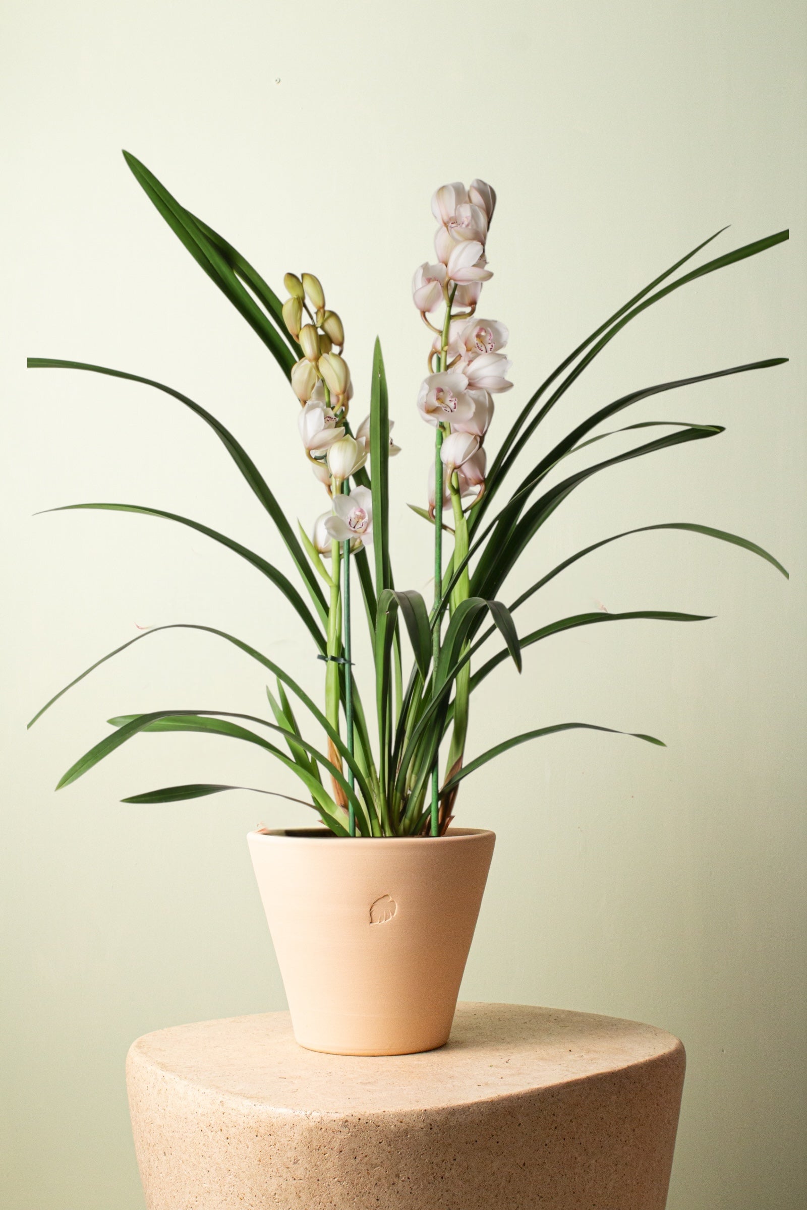 Orchid Blossom Sahara Çömlek Saksılı