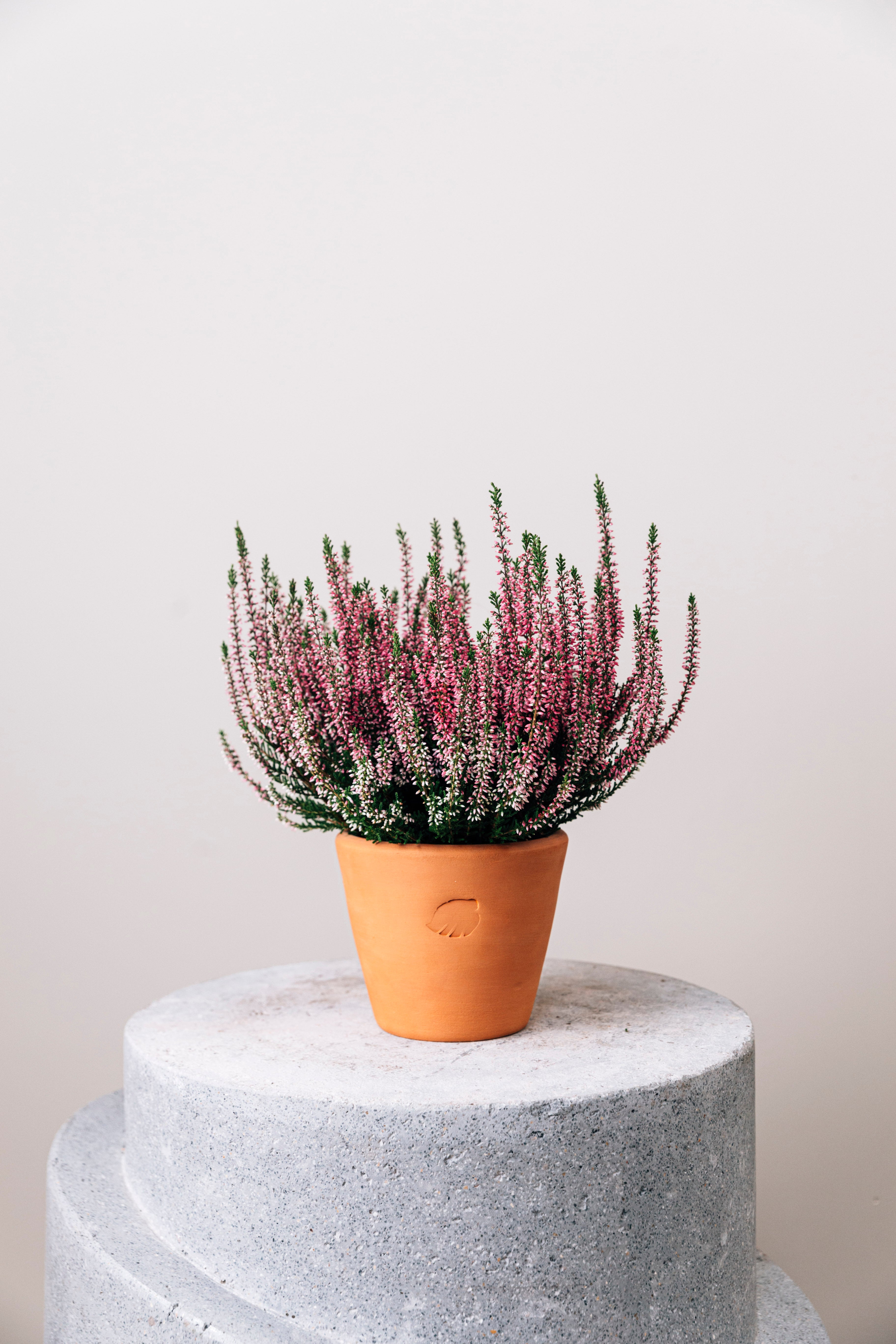 Calluna Clay Çömlek Saksılı