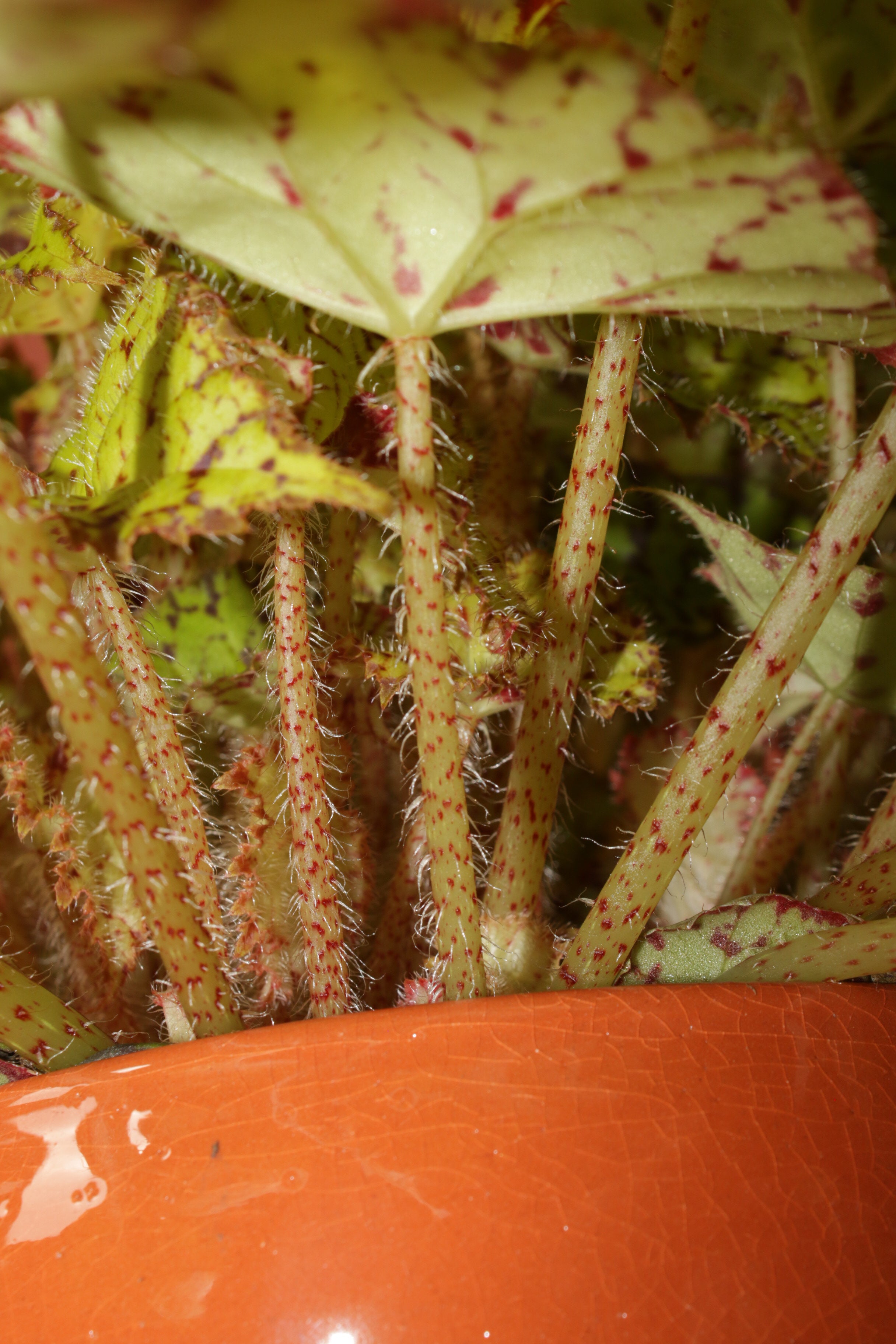 Beleaf