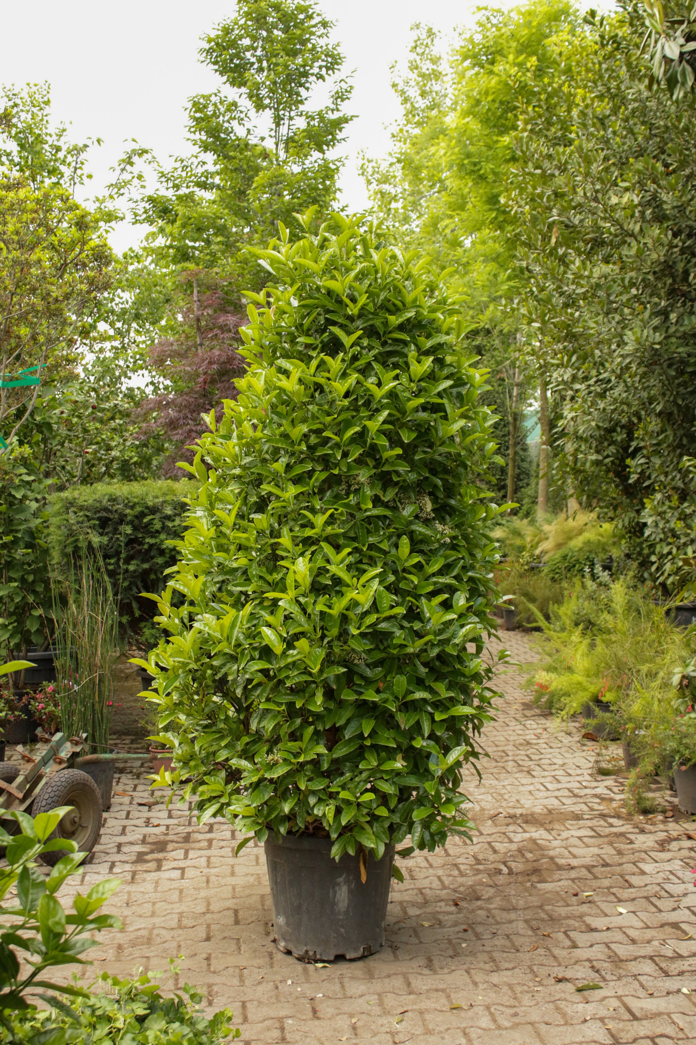 Viburnum Lucidum (Kartopu Bitkisi)