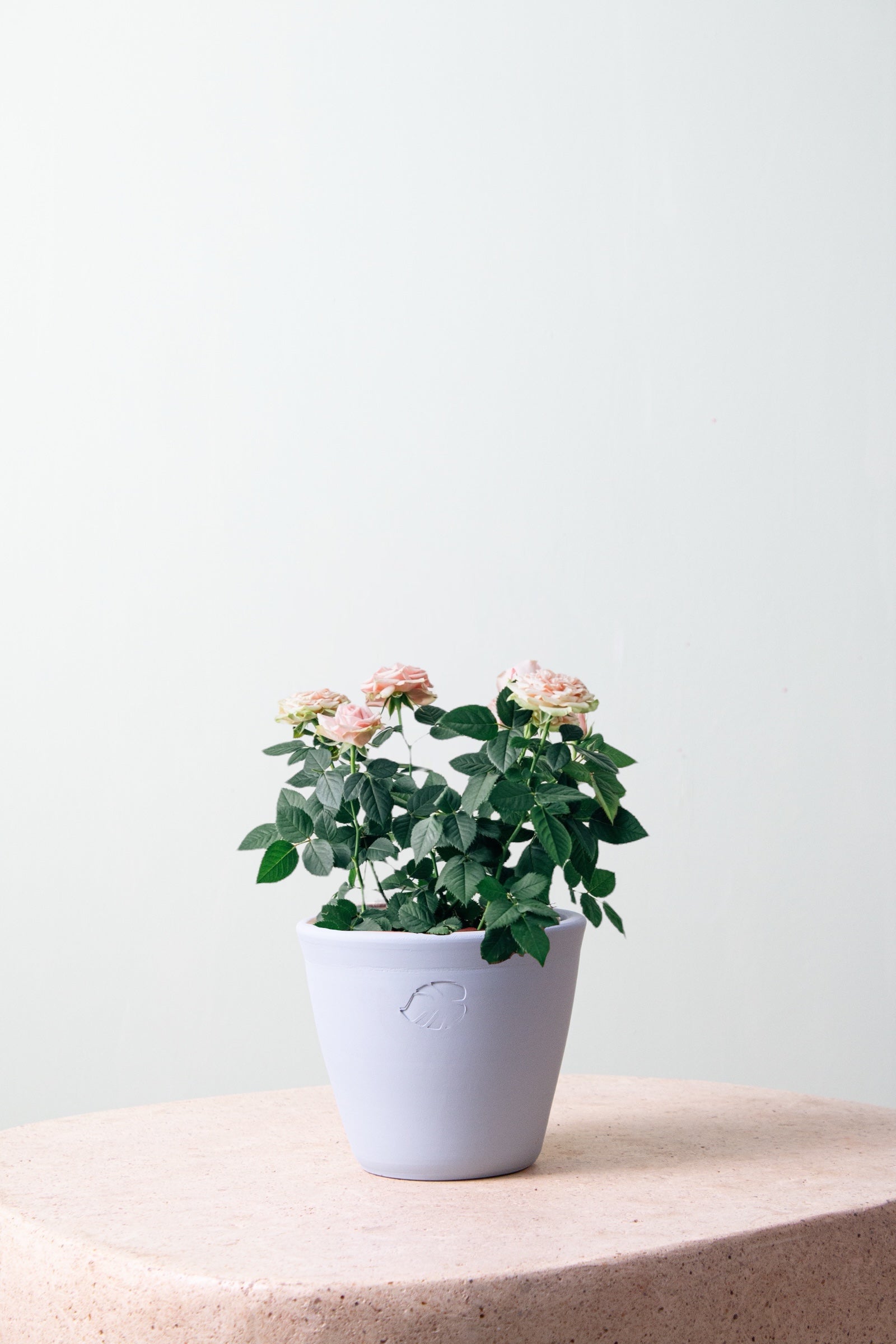 Pink Rose Sky Çömlek Saksılı