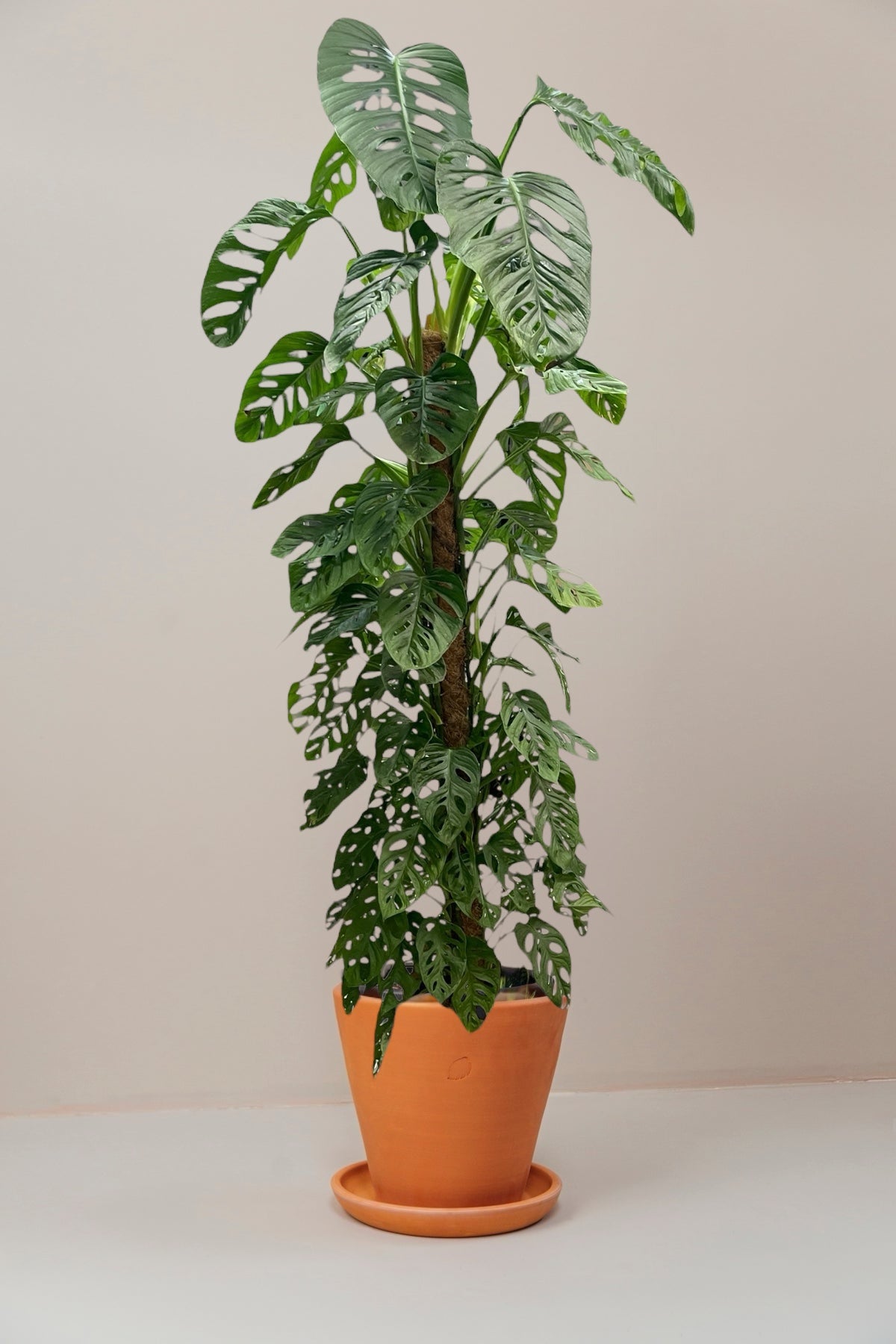 Lily Moss Sticks