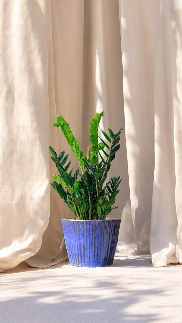 Zia XL Royal Blue Saksılı