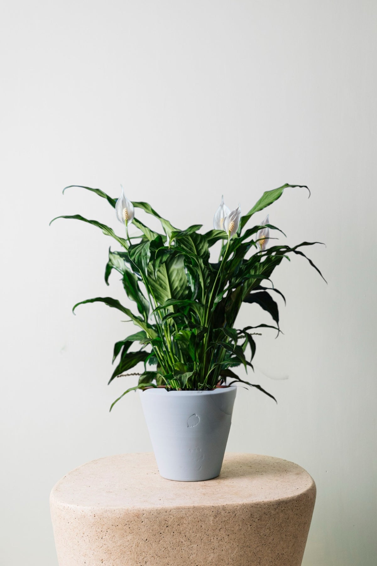 Robin Sky Çömlek Saksılı