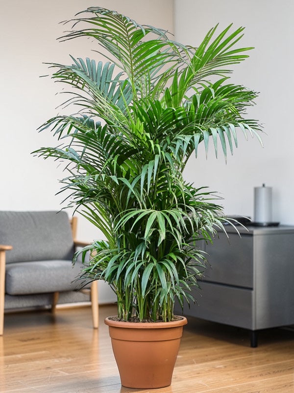 Kentia XXL (300cm)