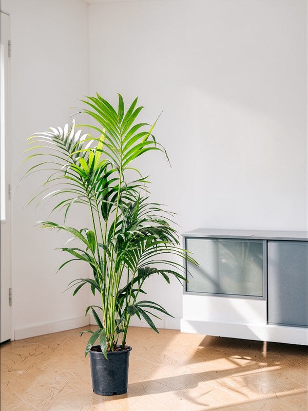 Kentia L (160cm)