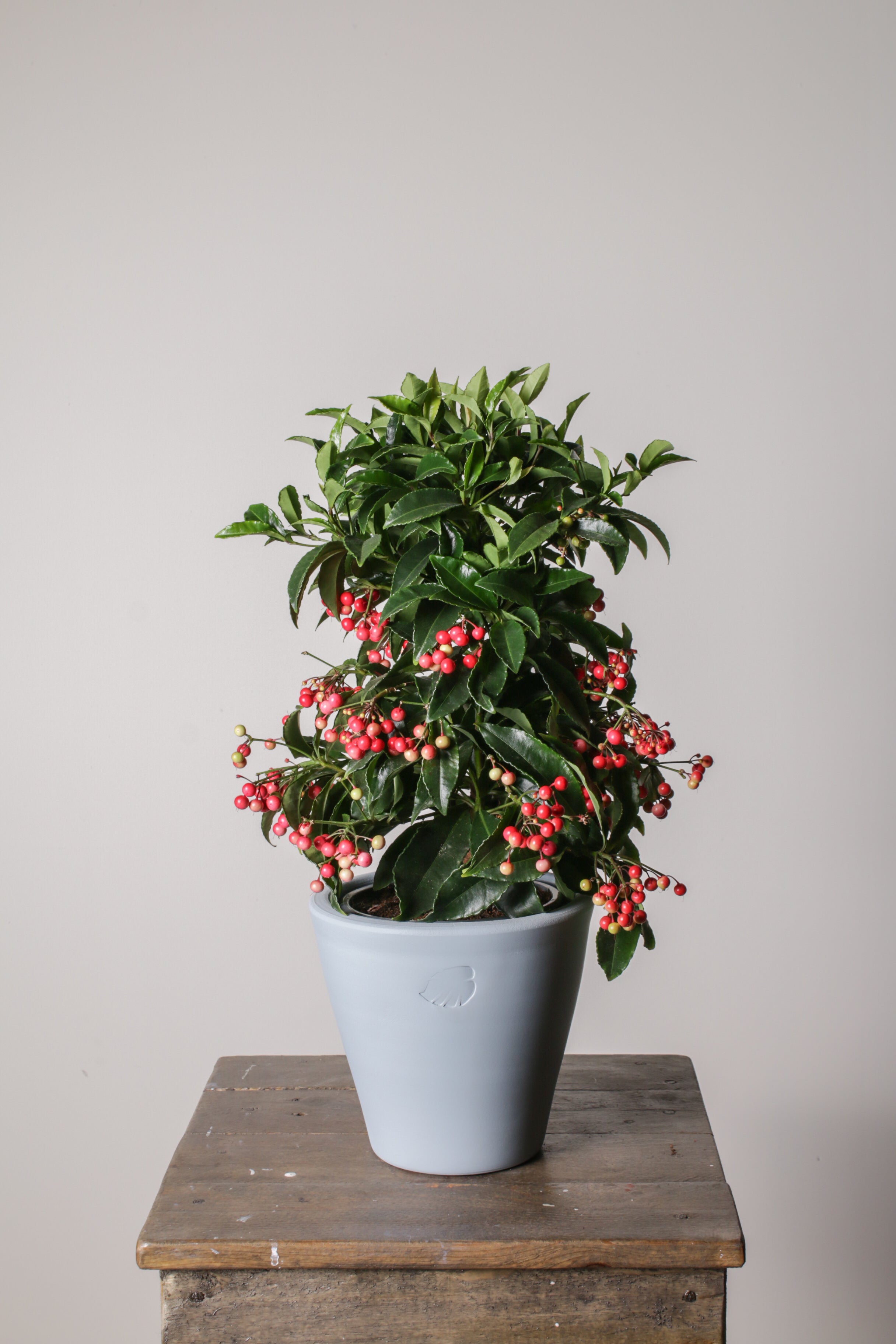 Ardisia Sky Çömlek Saksılı