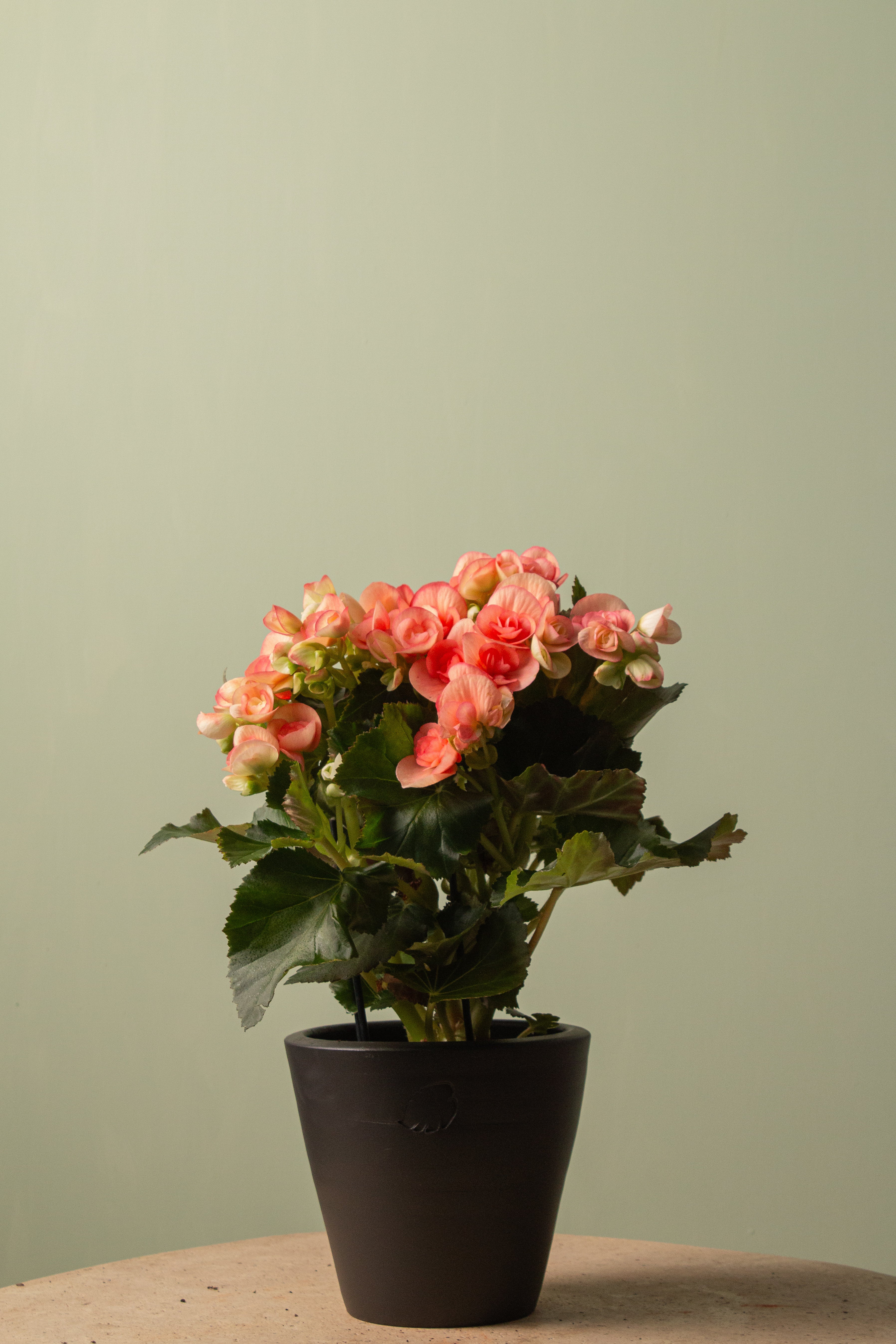 Peachy Coal Çömlek Saksılı
