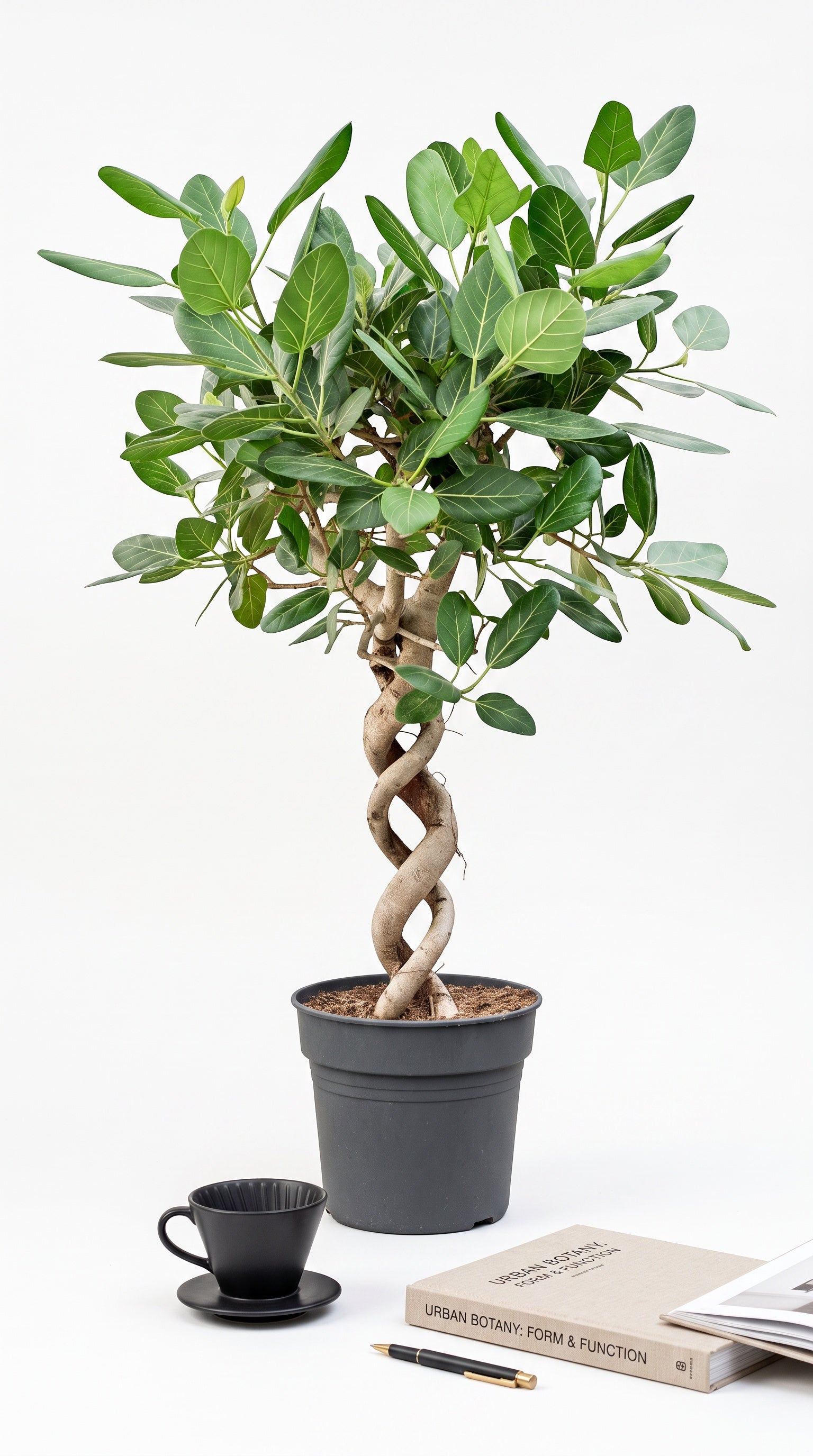 Natalia (Ficus Audrey Spiral Gövde)