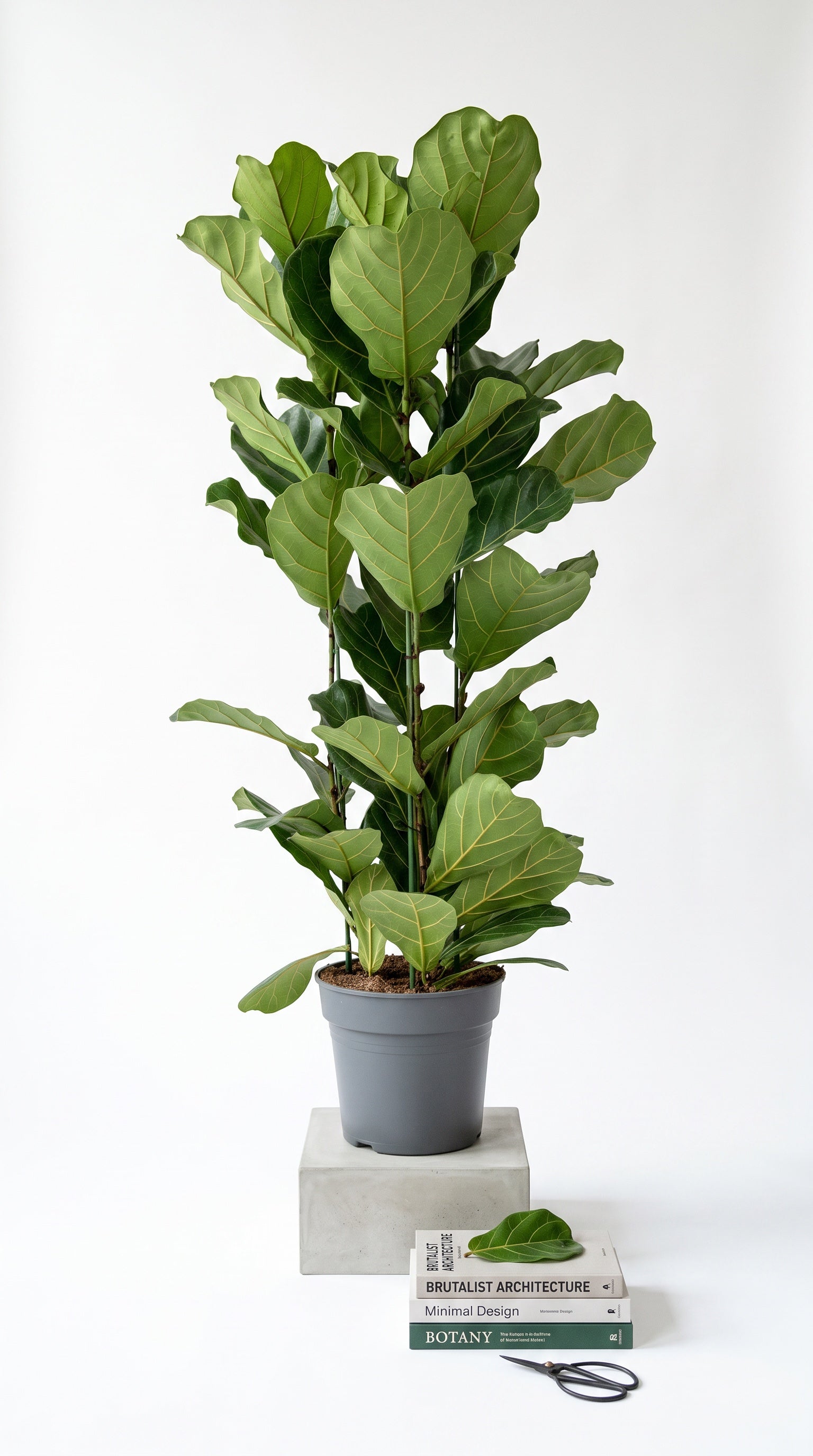 Fiko 170cm (Ficus Lyrata 3 Gövde)
