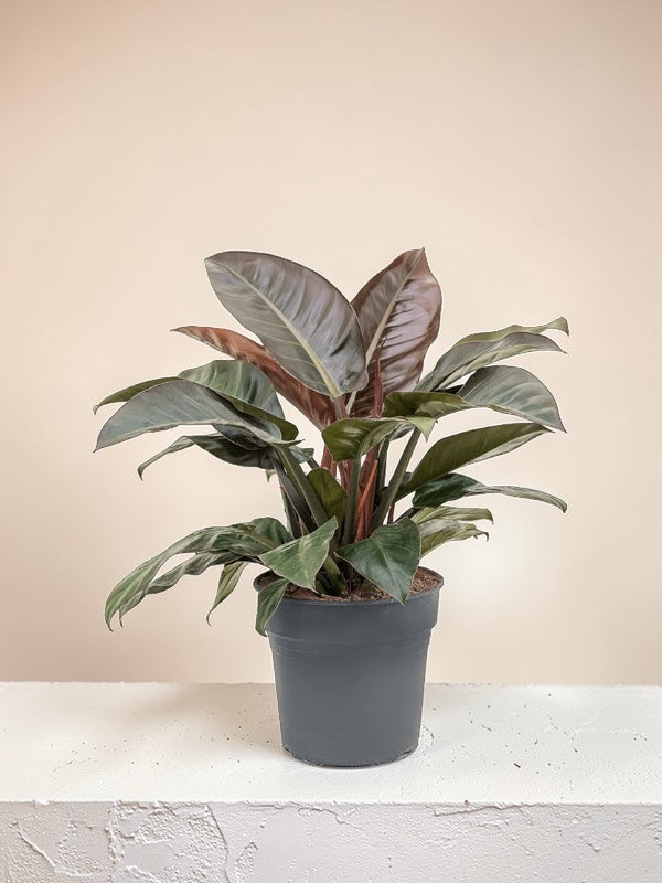 philodendron çiçeği Philodendron 'Imperial Red': Kırmızı Tonlu Dekoratif İç Mekan Bitkisi
