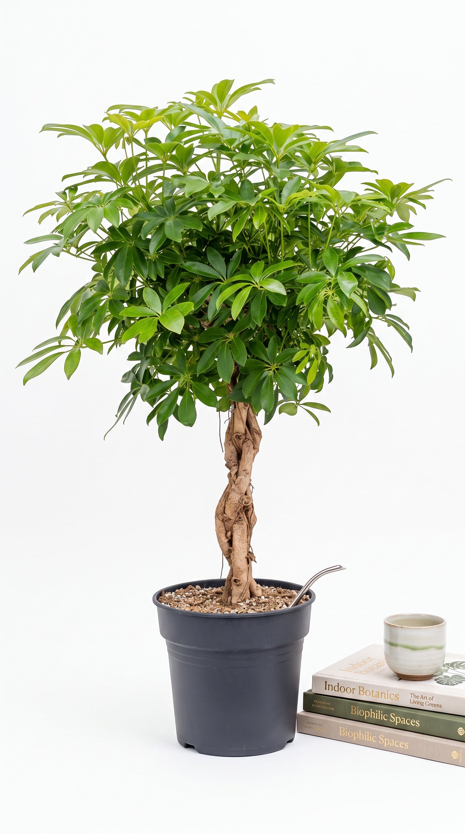 Chef (Schefflera Örgü Gövde)