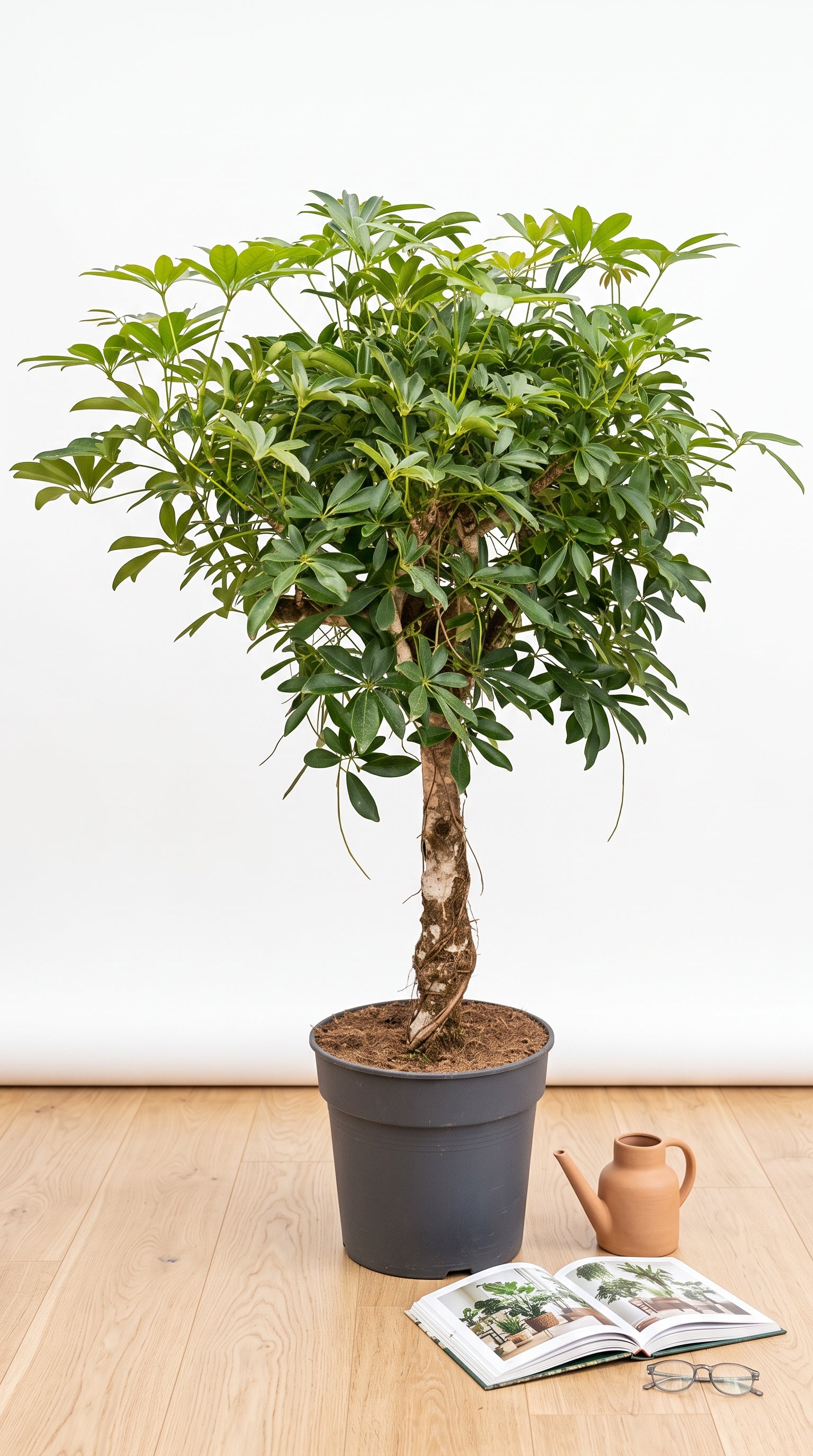 Chef (Schefflera Tek Gövde)
