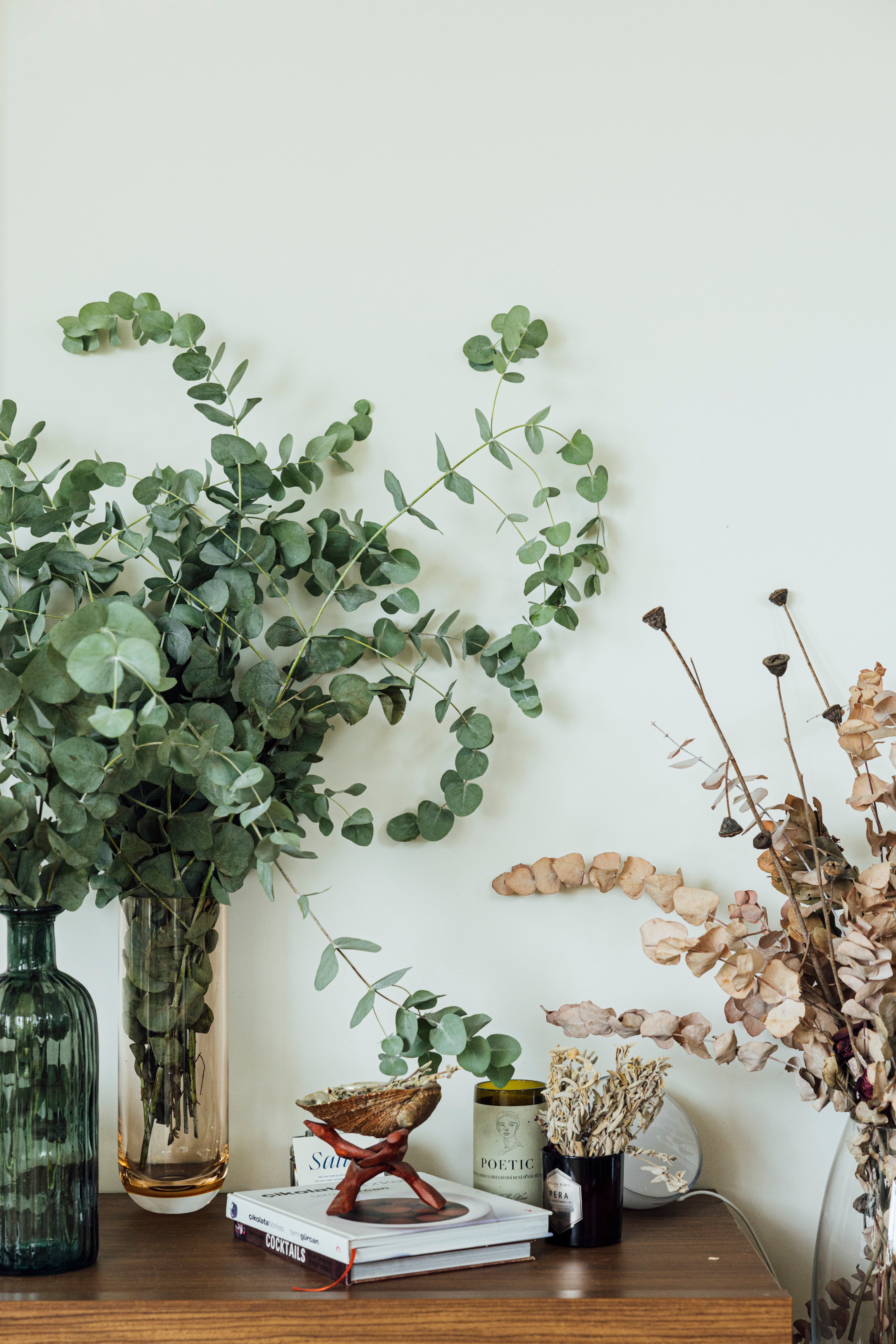 Eucalyptus (Okaliptüs) Demeti