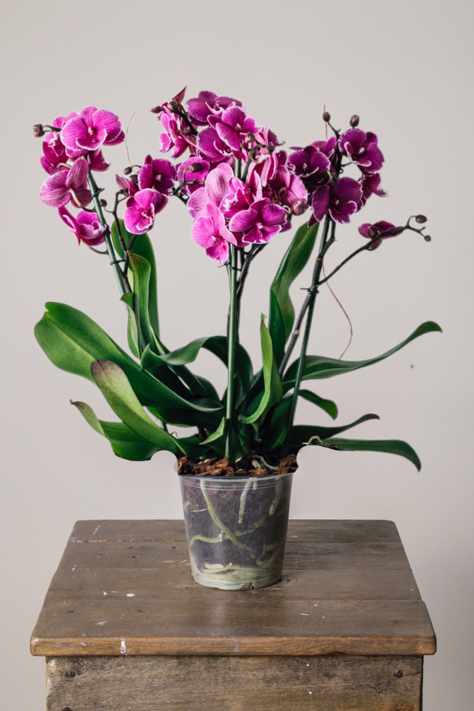 Duetto Purple