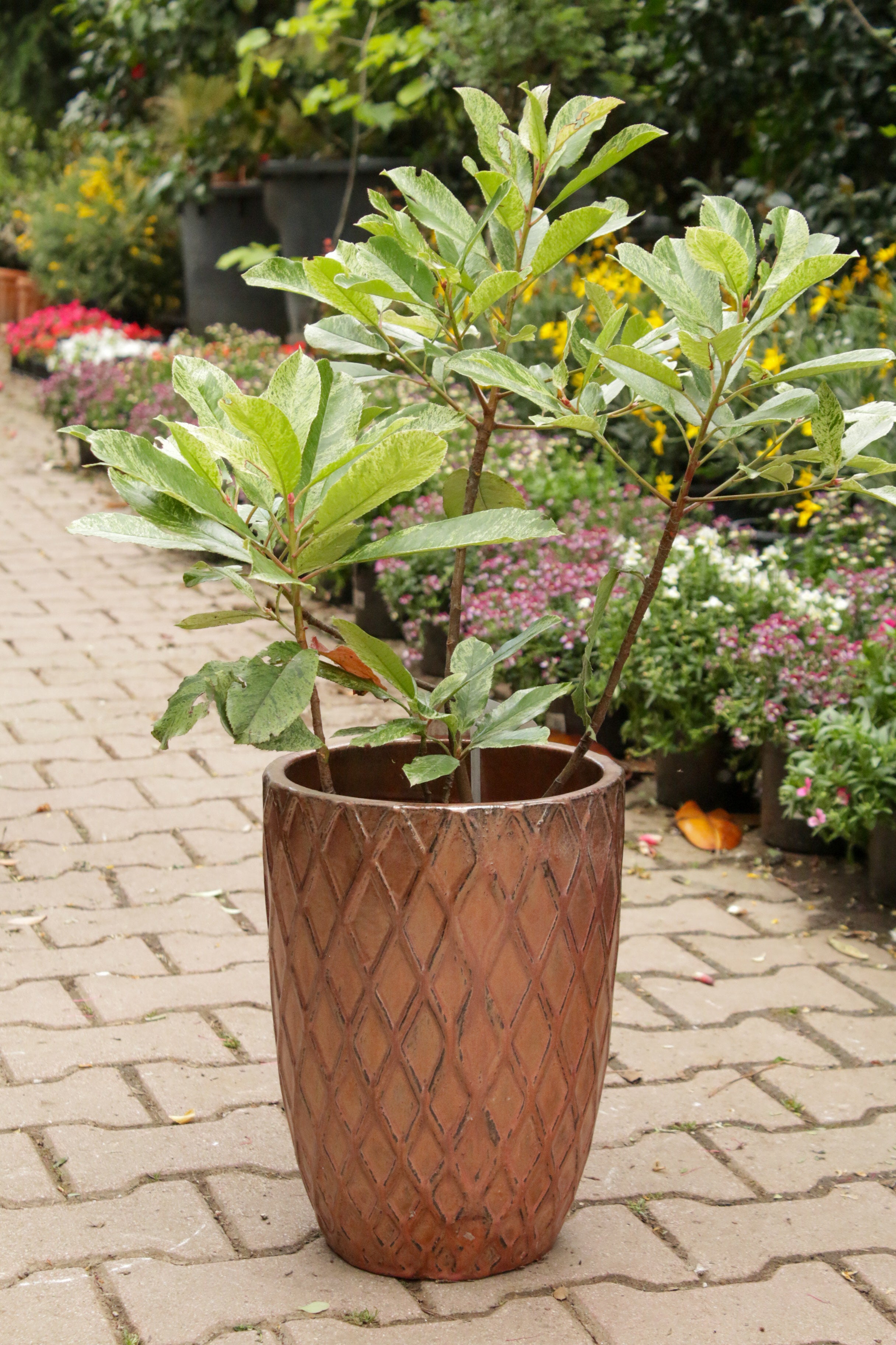Borneo Saksı (Bronz)