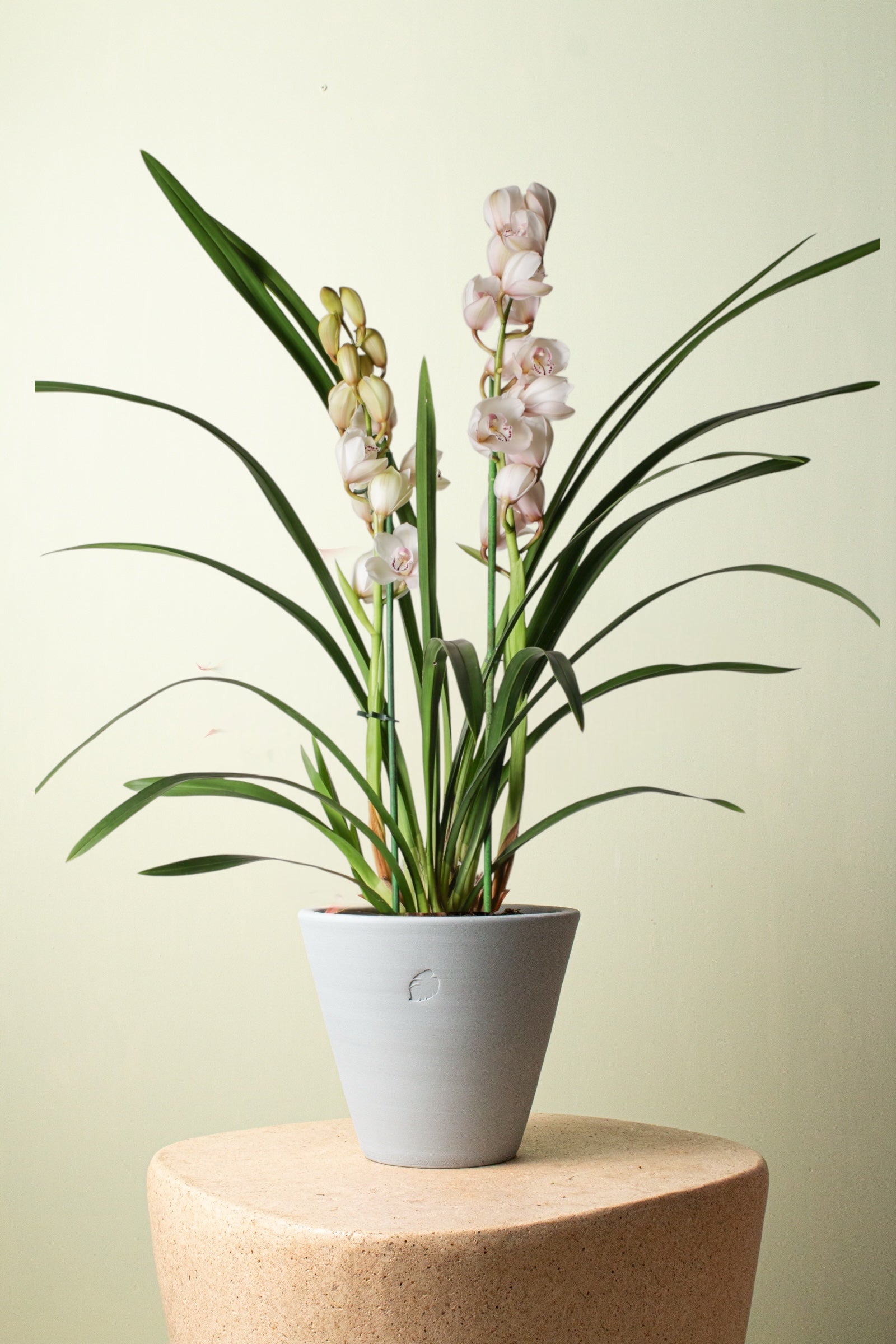 Orchid Blossom Sky Çömlek Saksılı