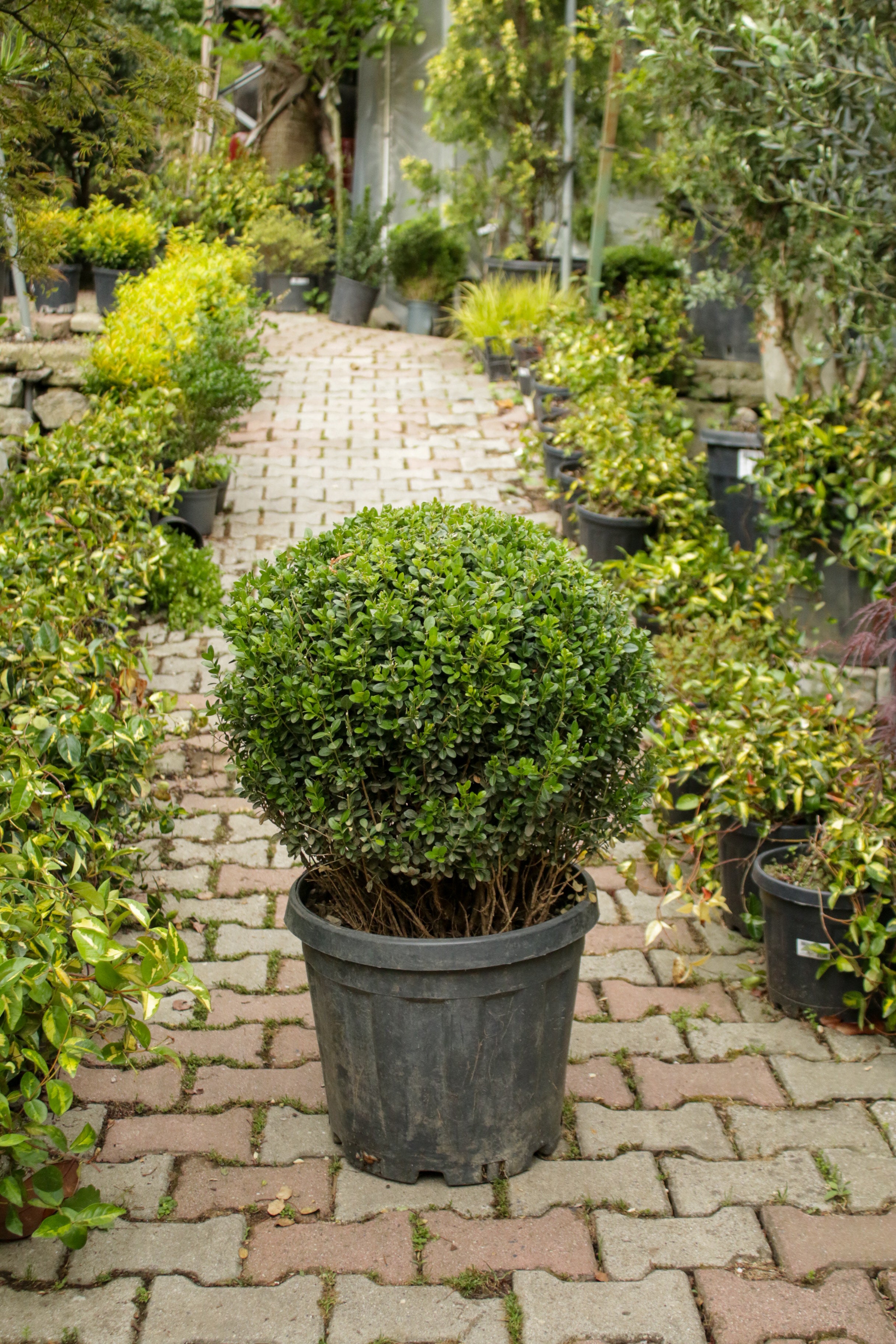 Buxus (Top Şimşir)