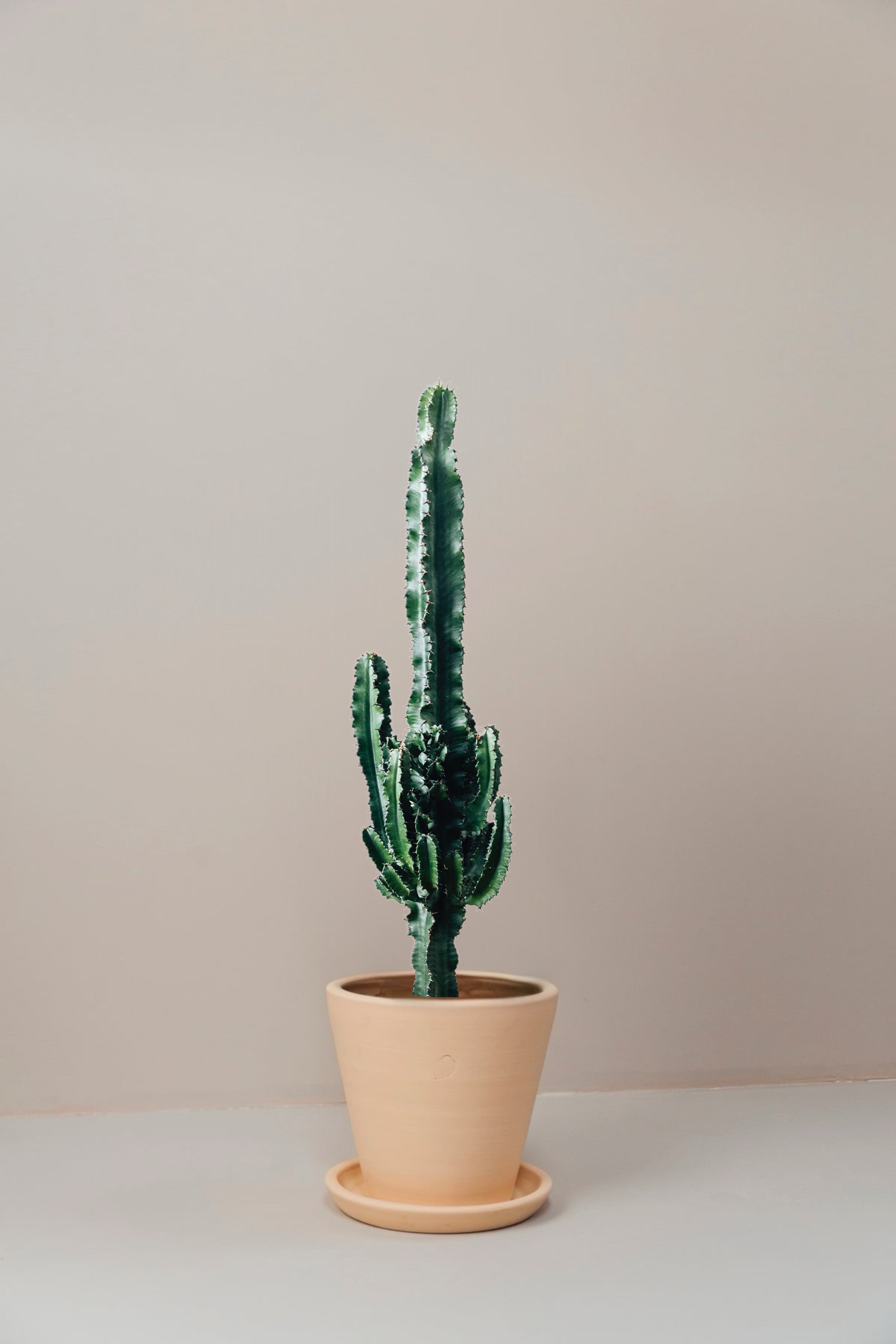Carlos