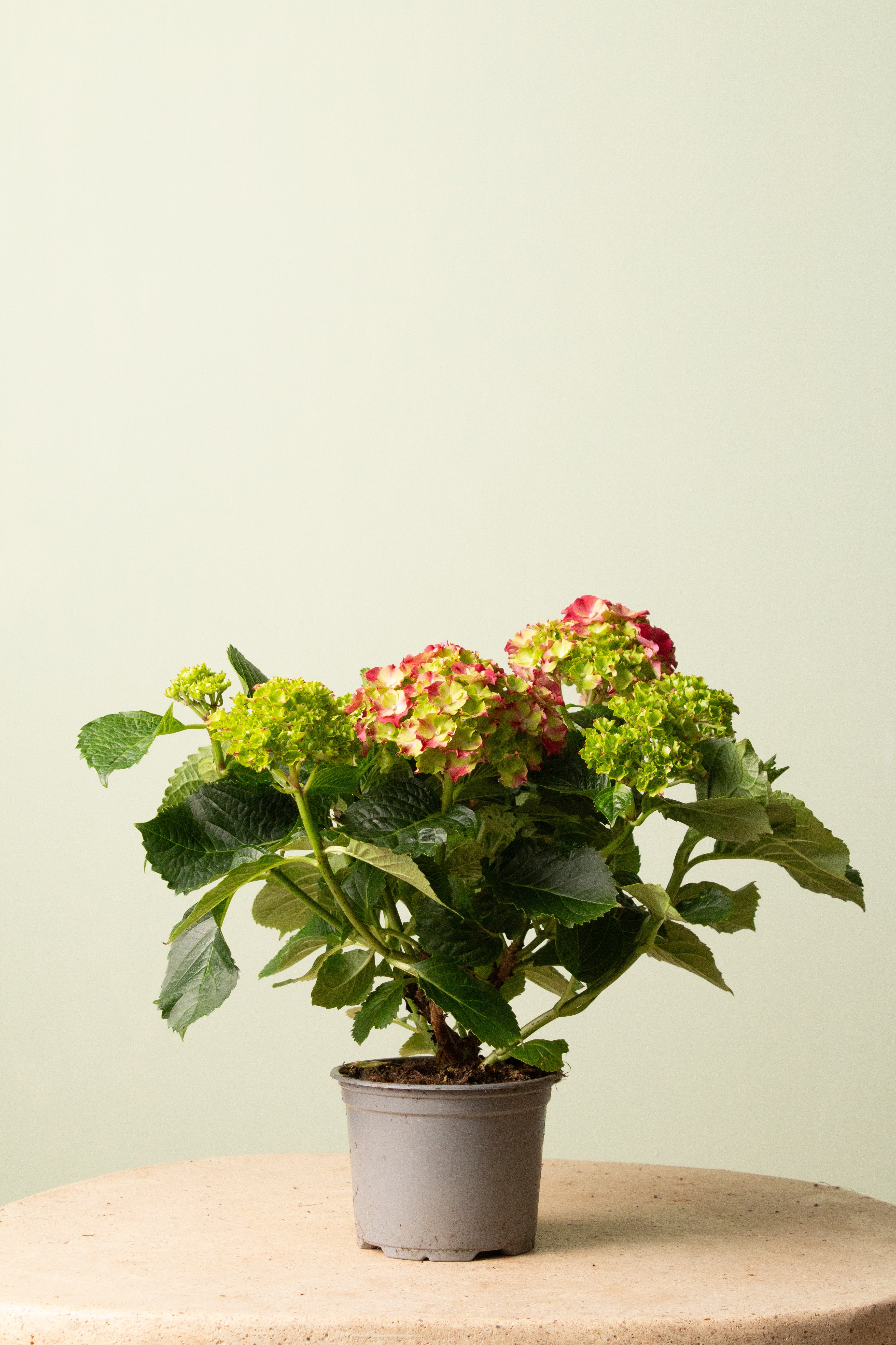 Ortanca (Koyu Pembe)