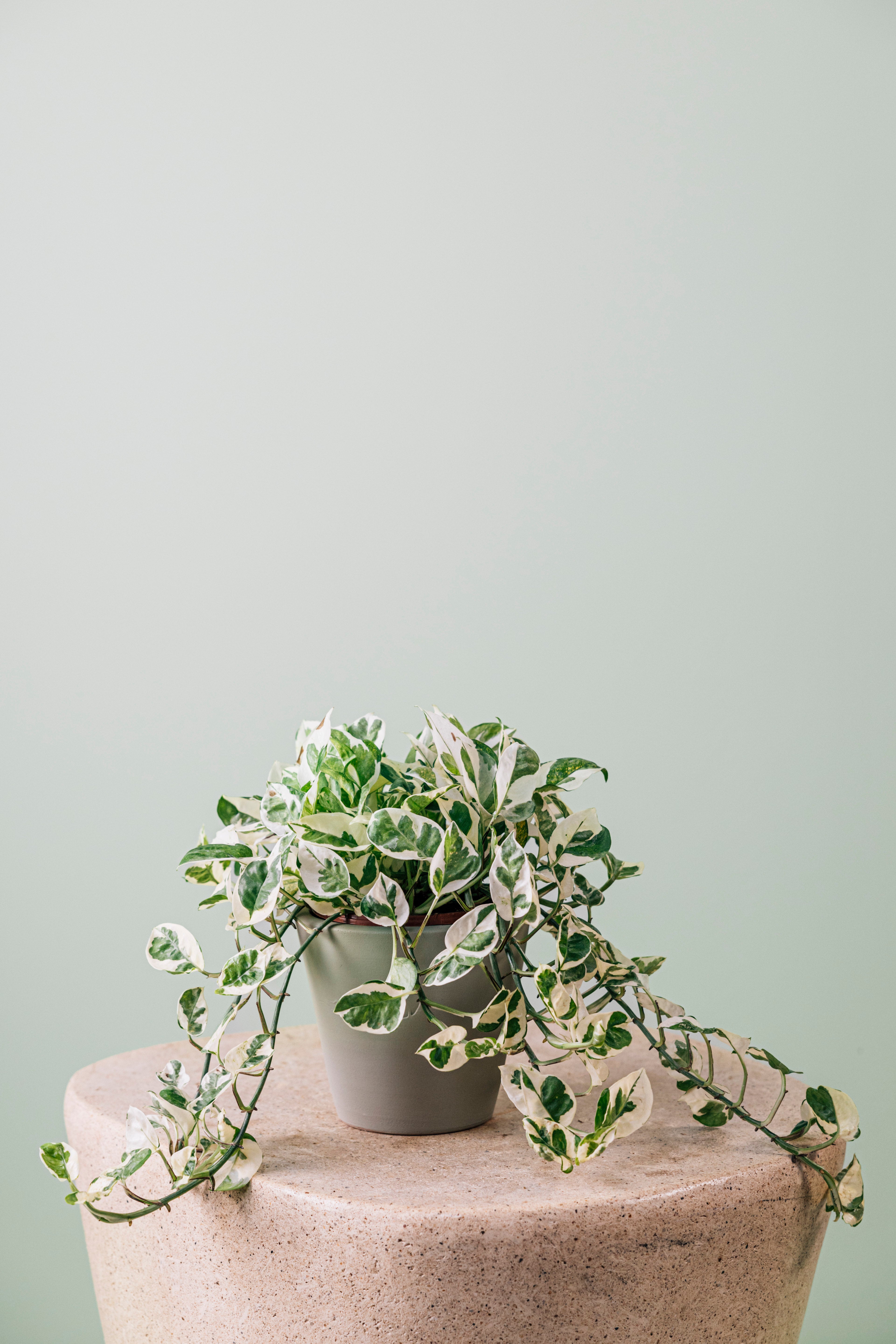 Joy Mint Çömlek Saksılı