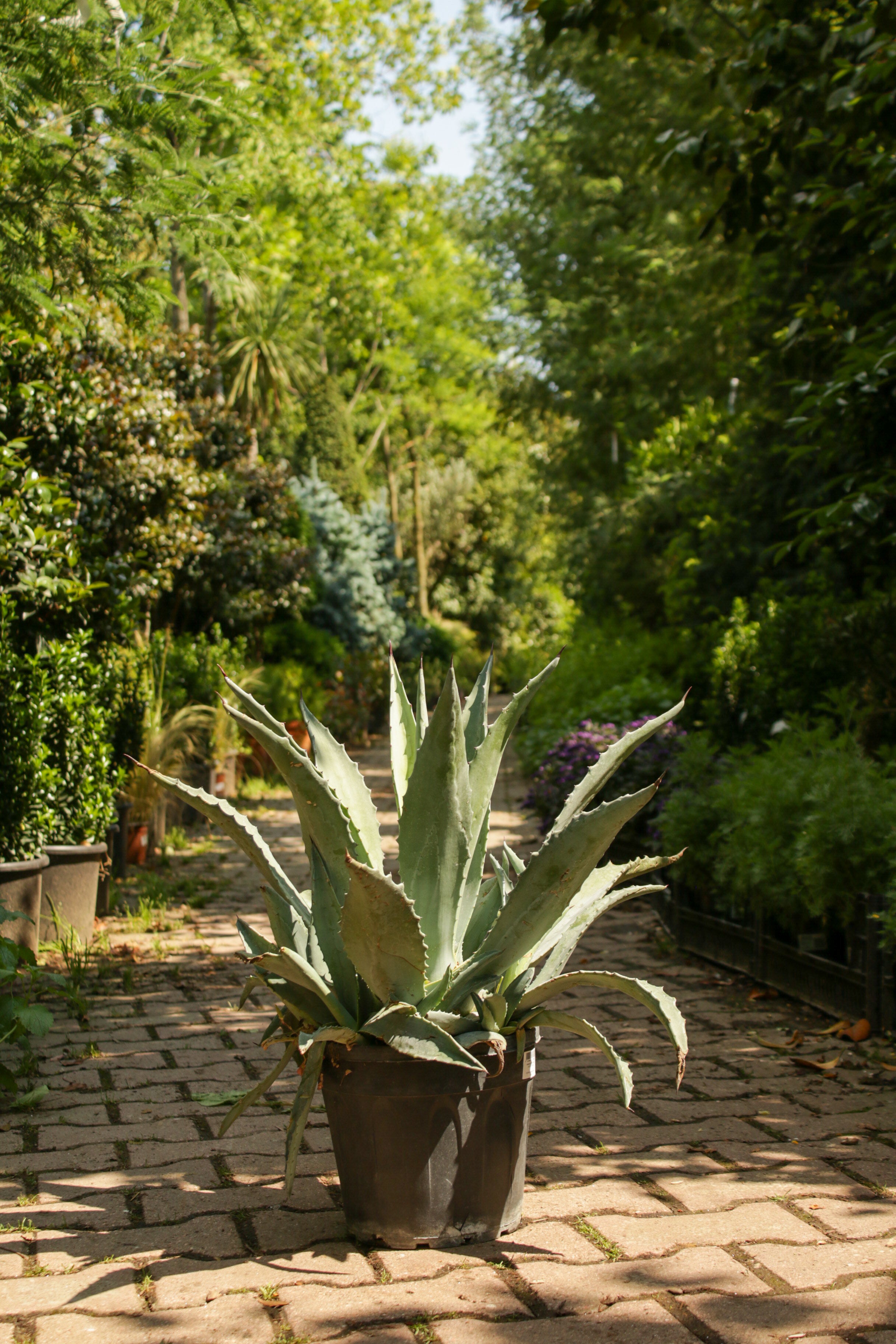 Agave Americana