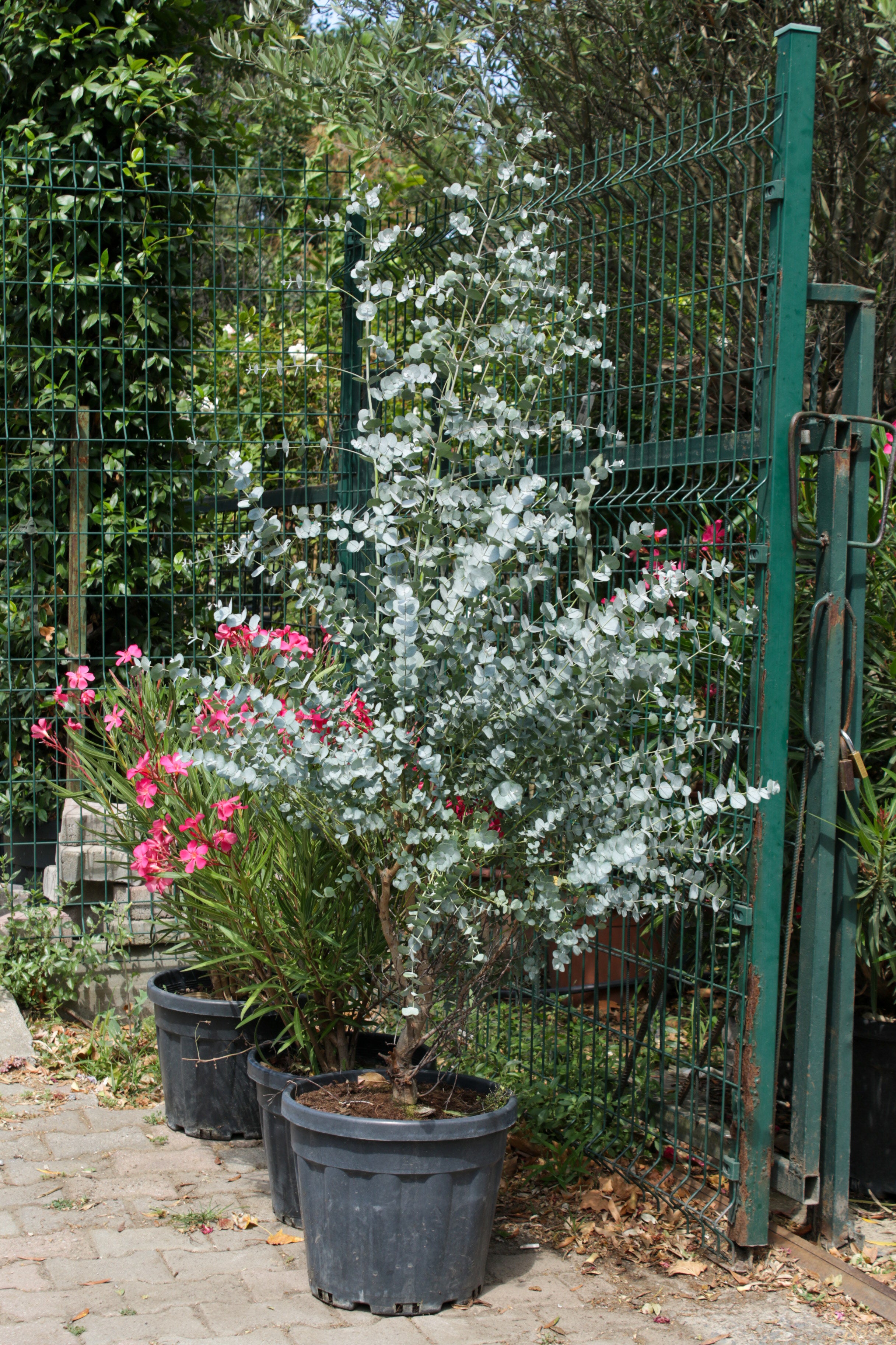 Eucalyptus (Okaliptus Ağacı)