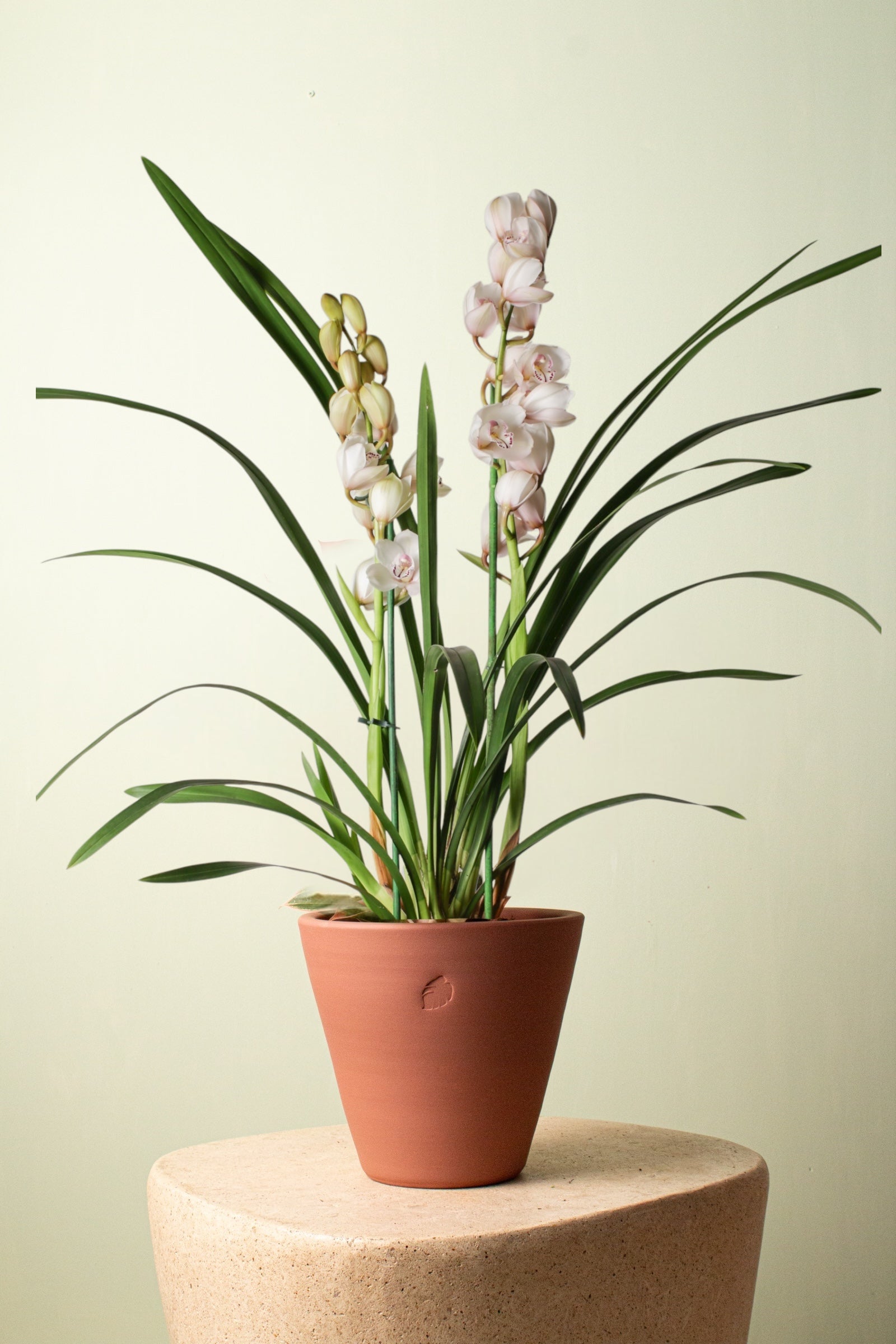 Orchid Blossom Sunset Çömlek Saksılı