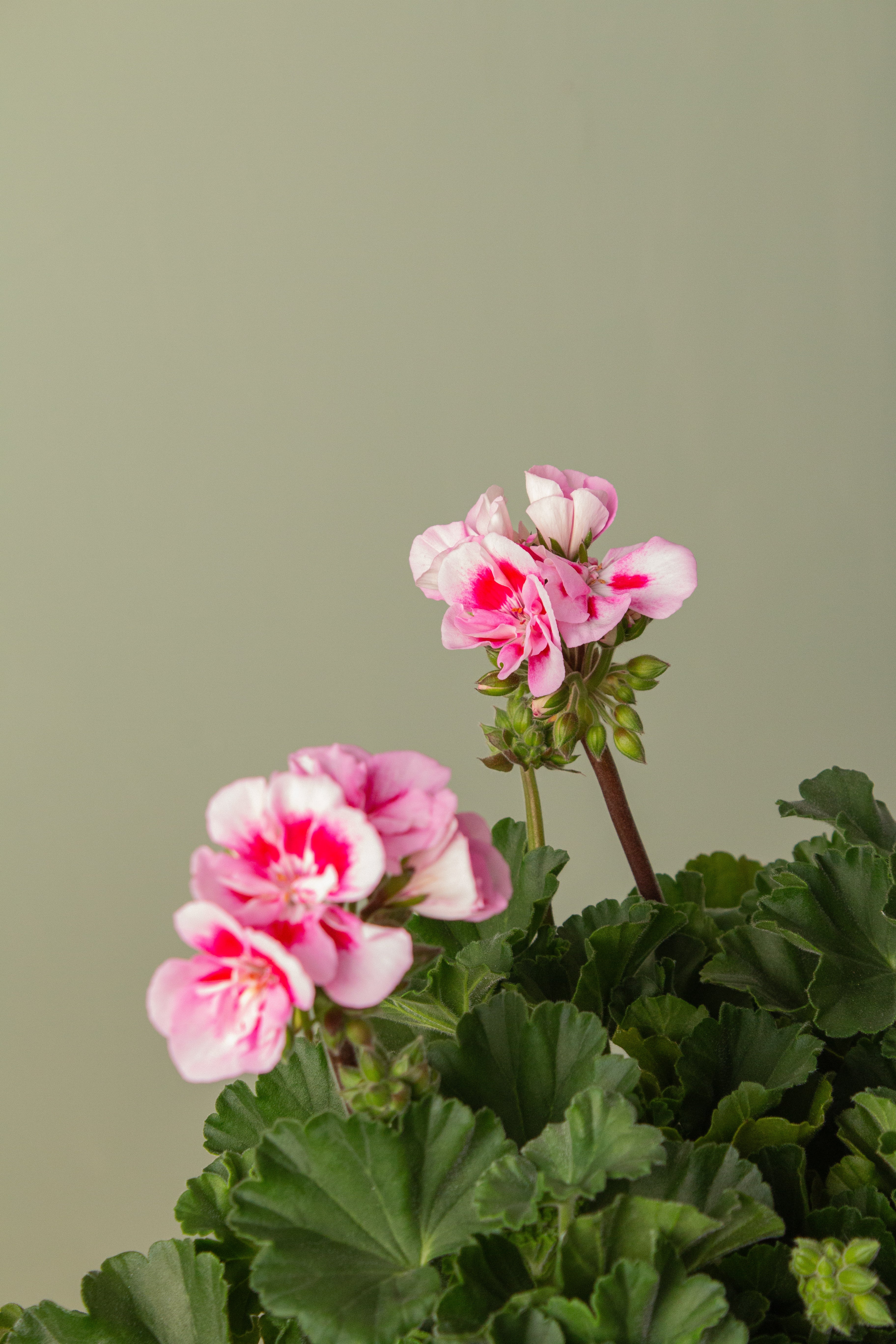Myra Pink