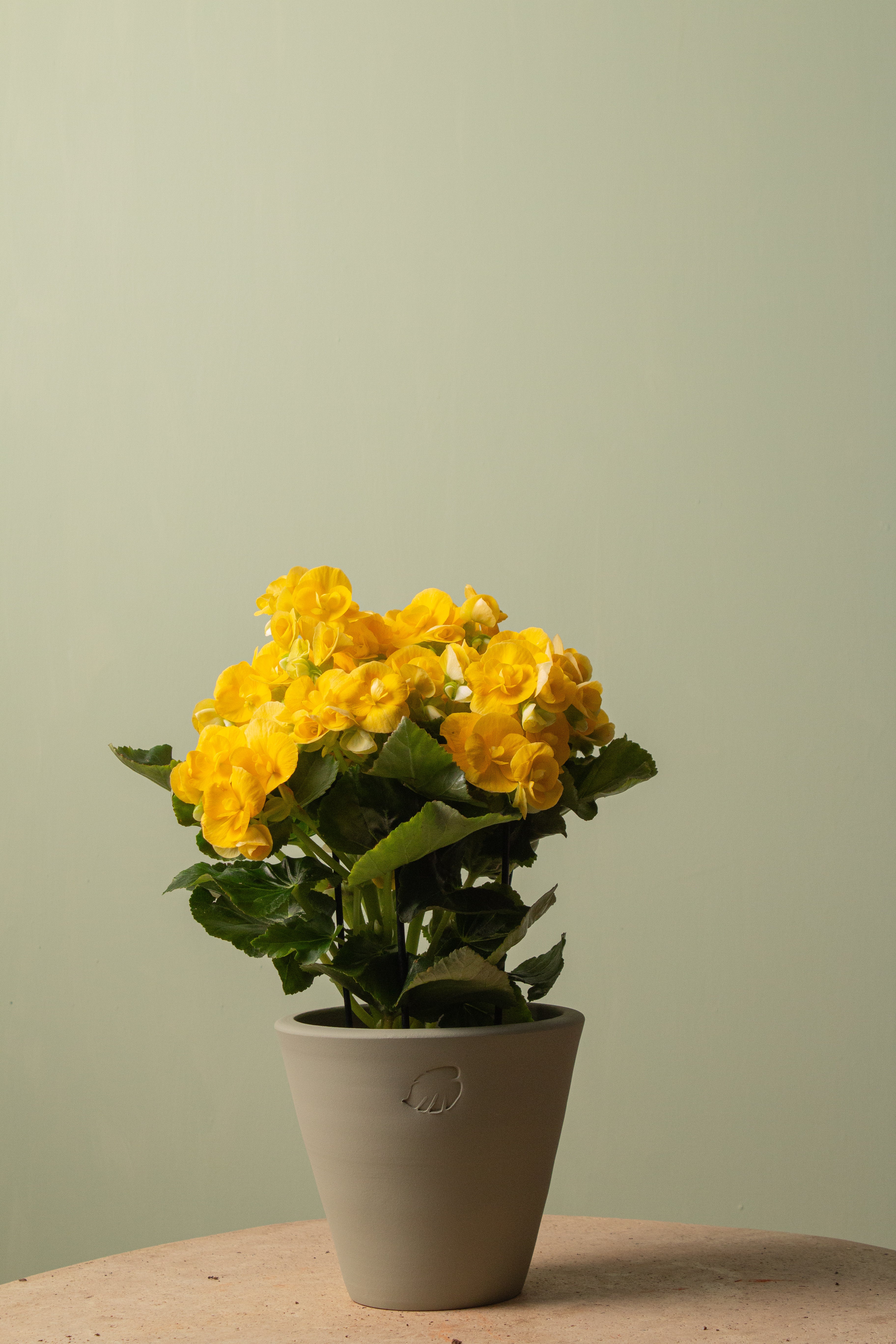 Goldie Mint Çömlek Saksılı