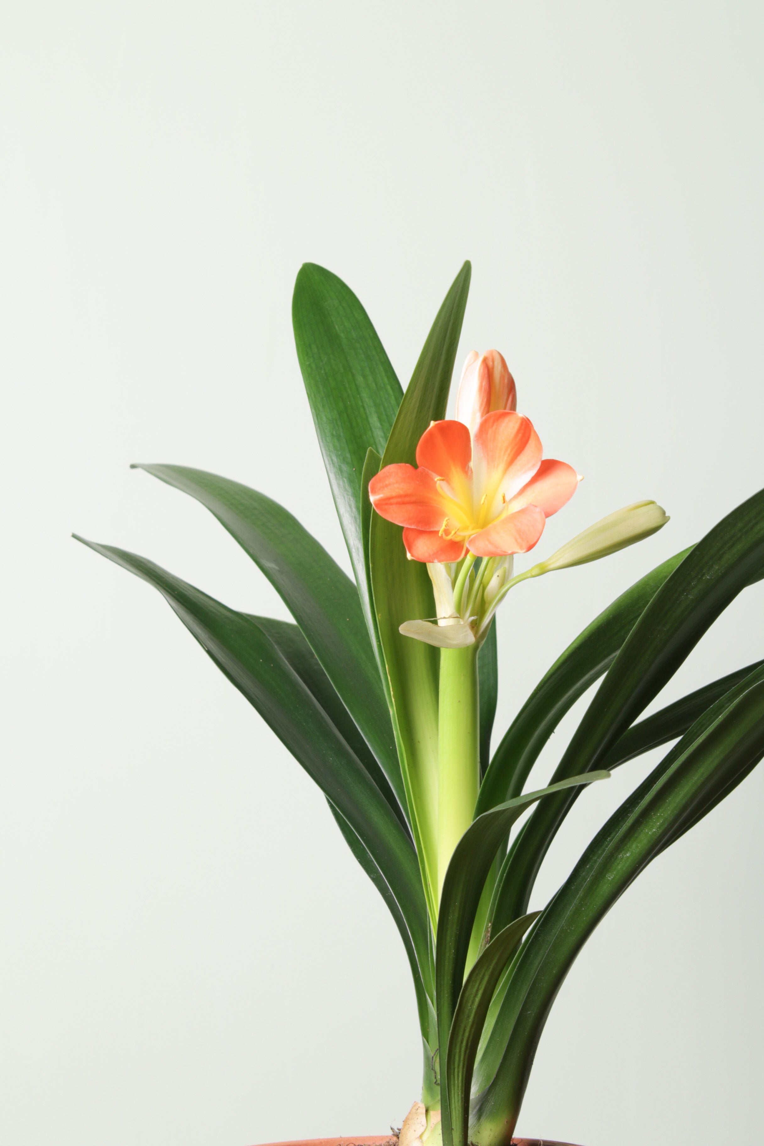 Clivia Coal Çömlek Saksılı