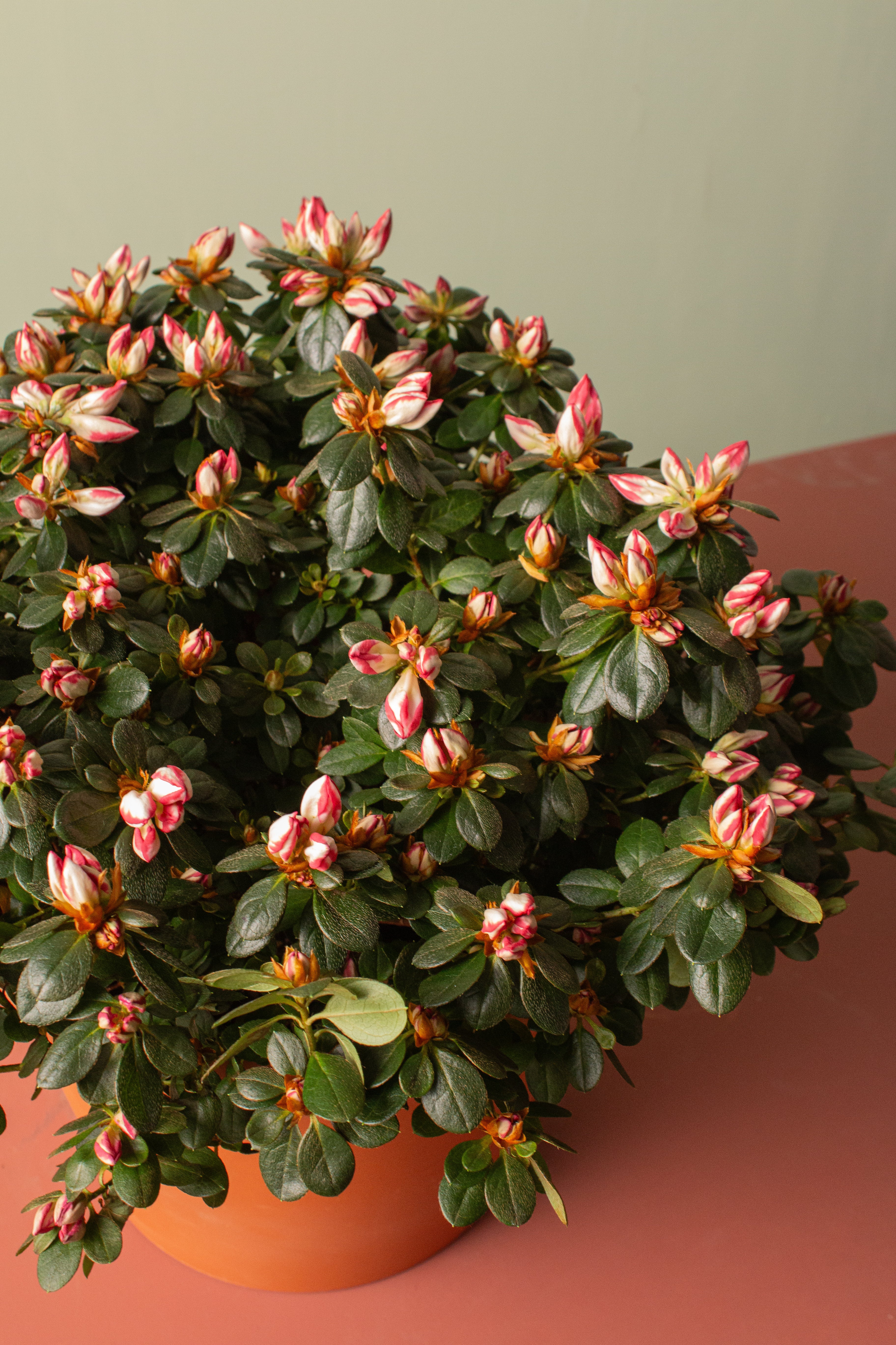 Azalea