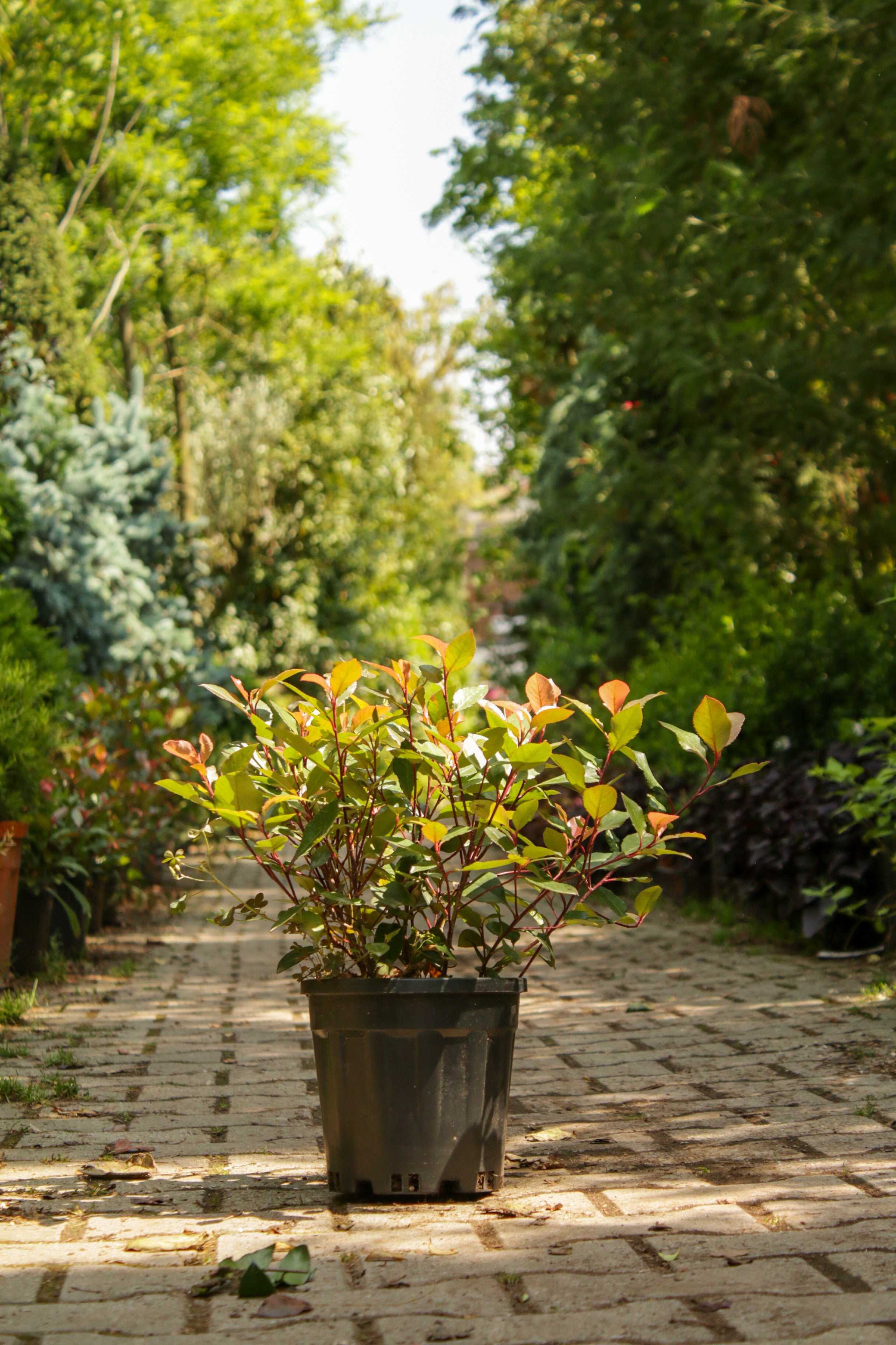 Photonia (Alev Çalısı)