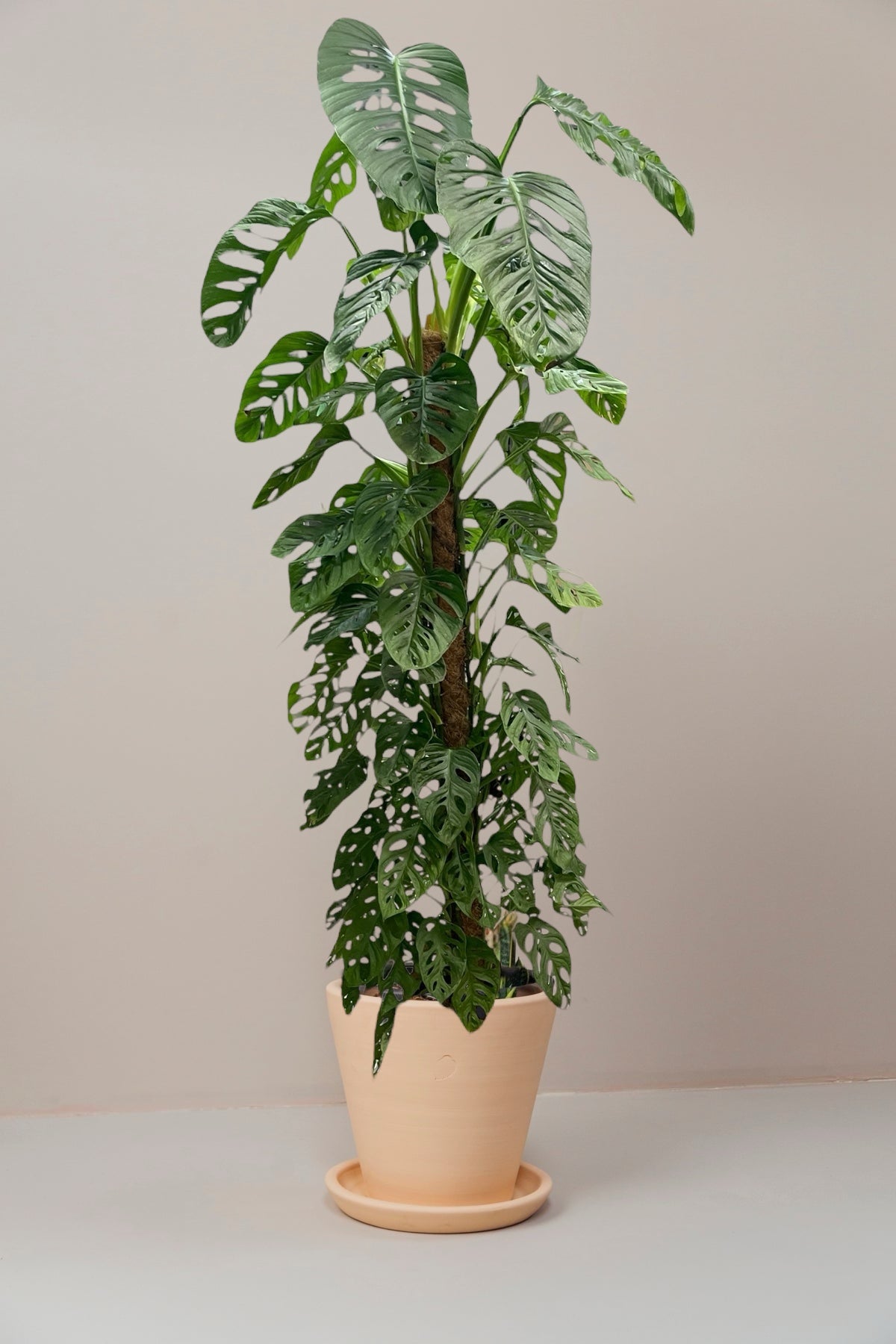 Lily Moss Sticks