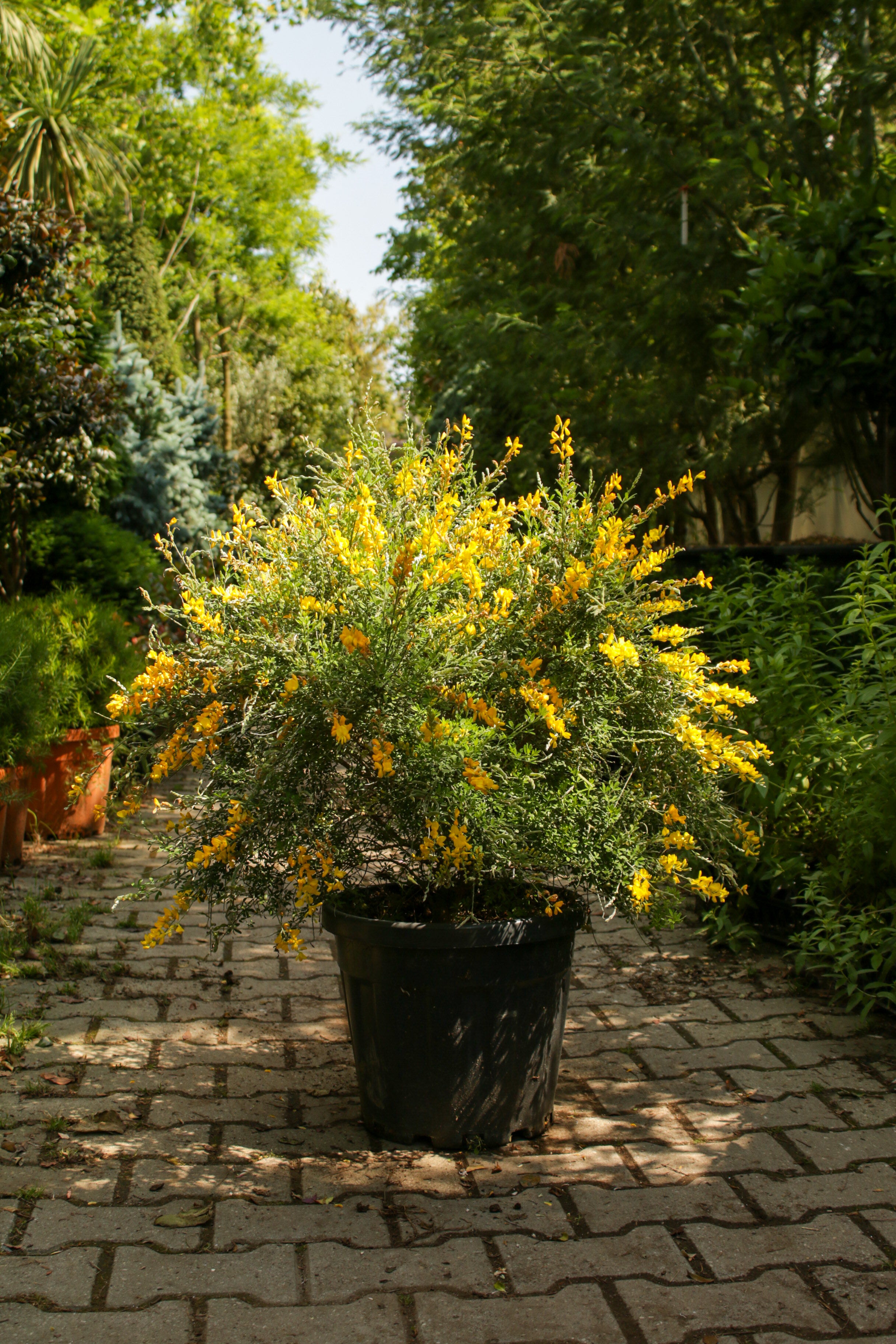 Genisteae (Katırtırnağı Bitkisi)