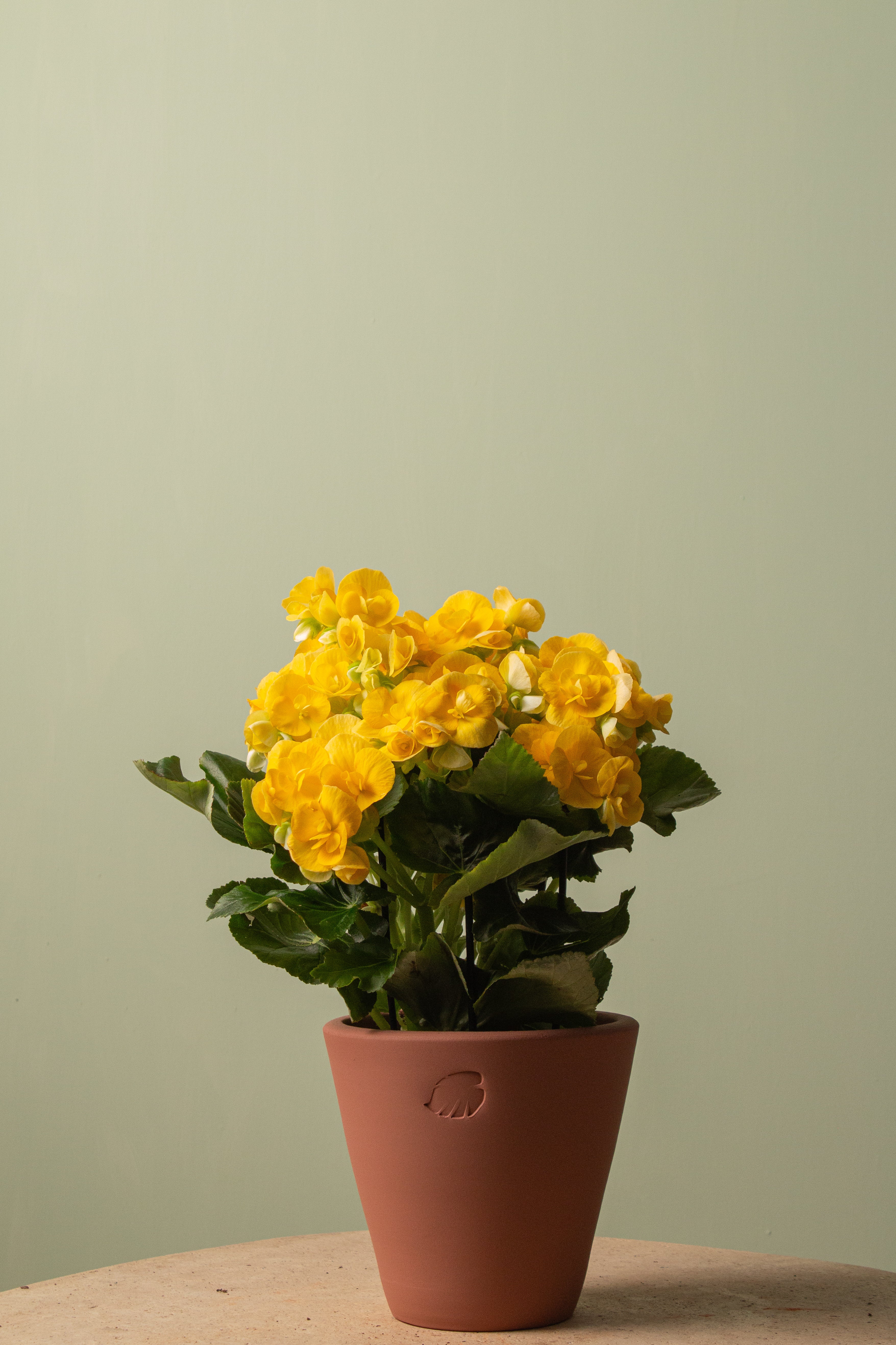 Goldie Sunset Çömlek Saksılı