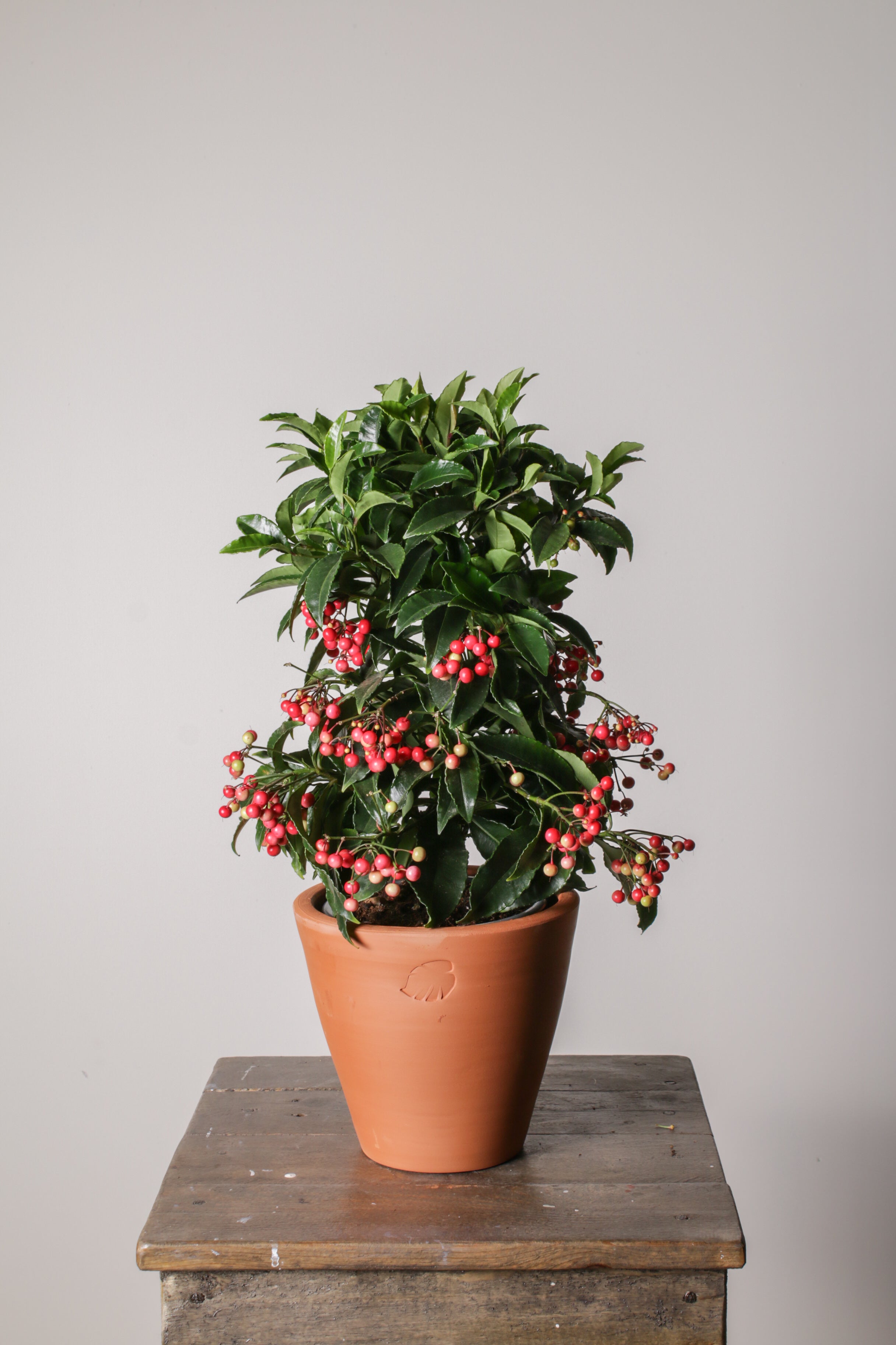 Ardisia Clay Çömlek Saksılı