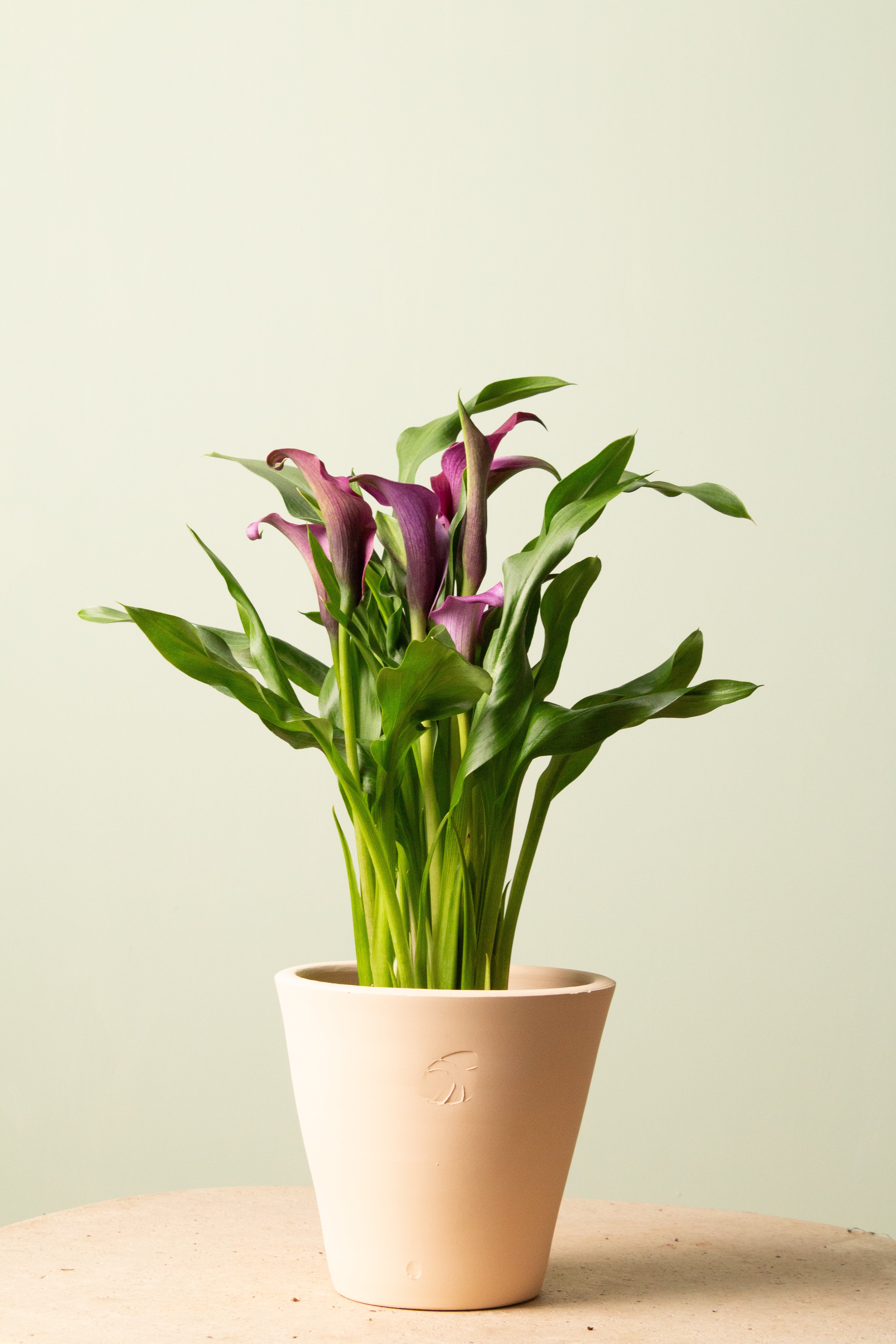 Berry (Mor Çiçekli)