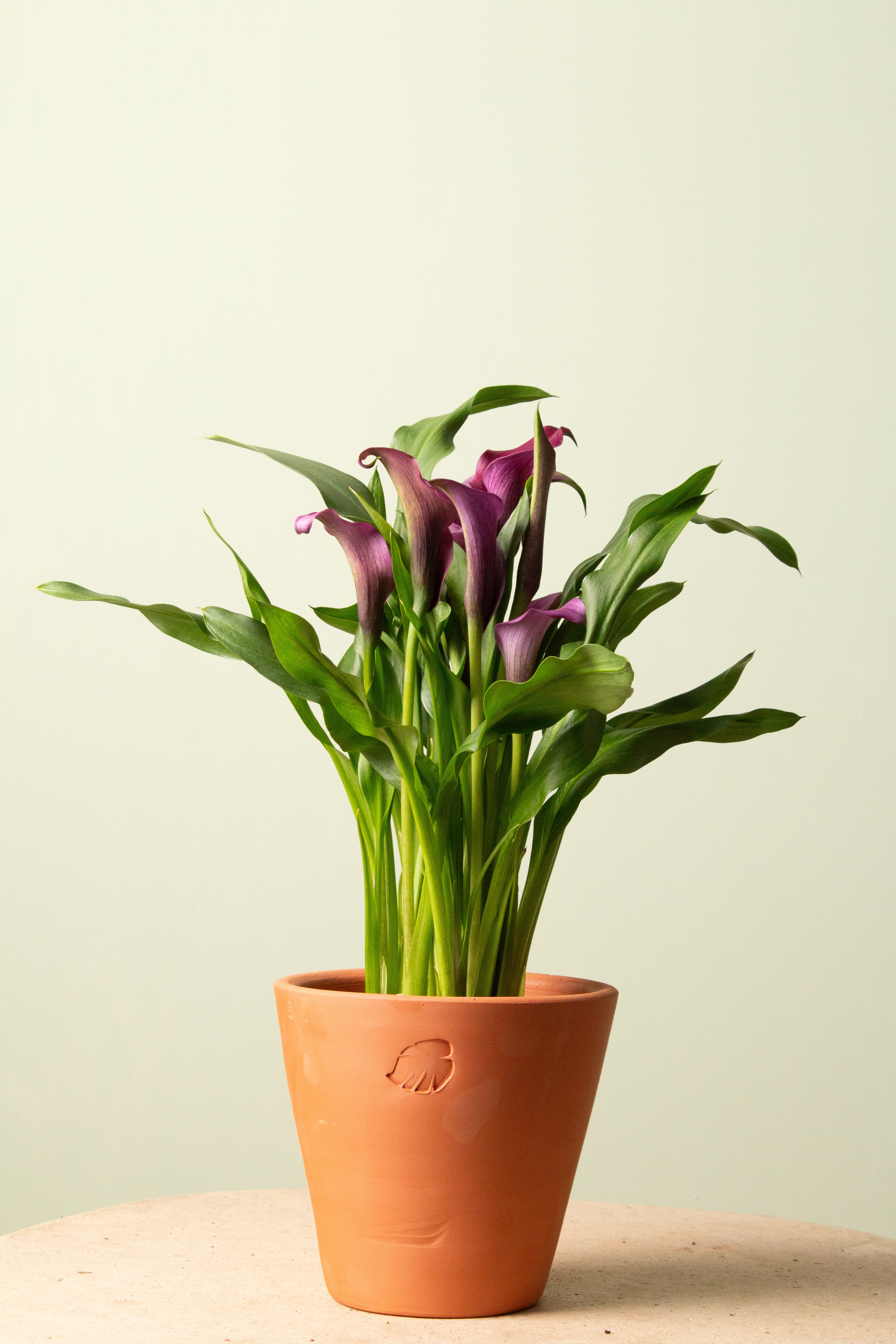 Berry Clay Çömlek Saksılı (Mor Çiçekli)